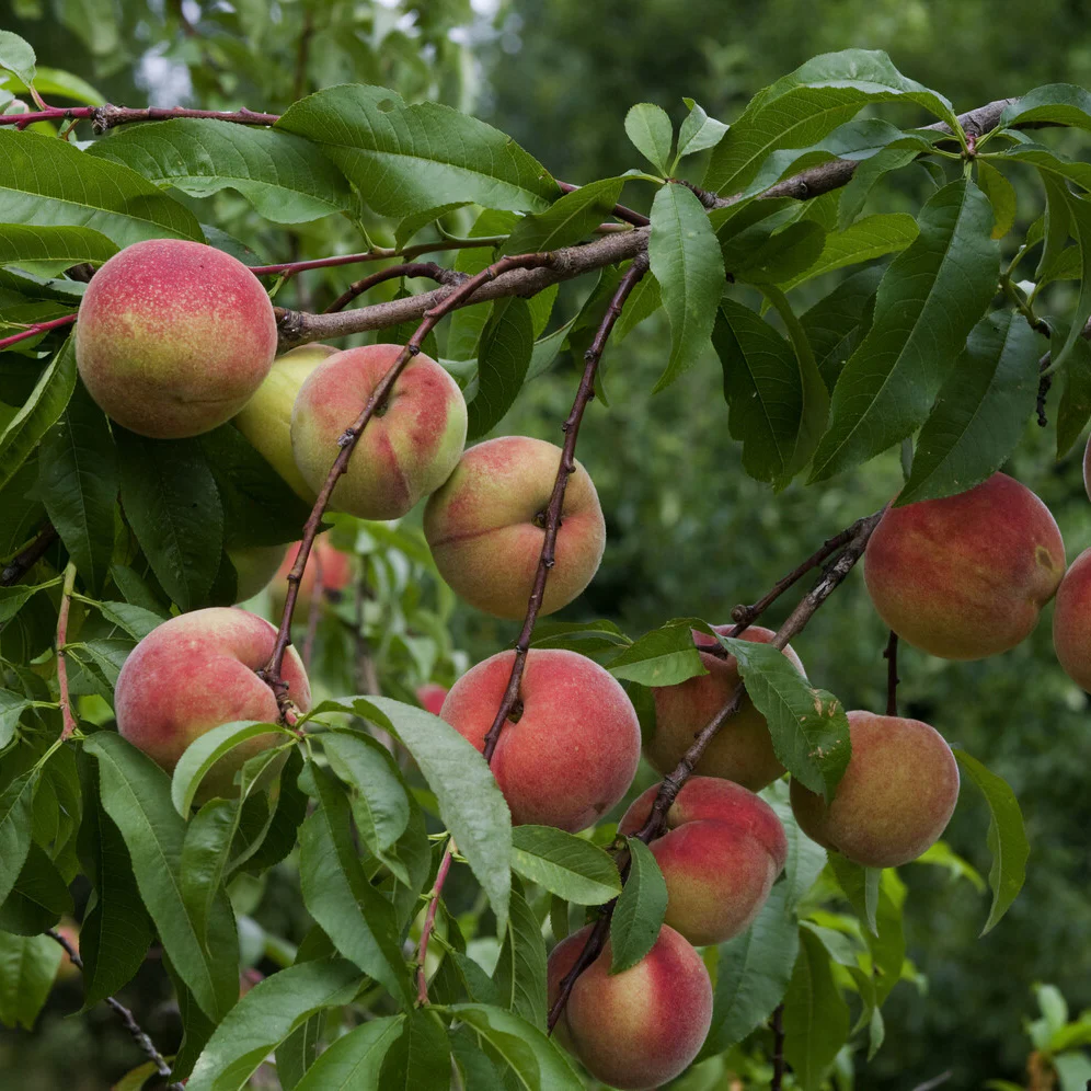 Pêcher Amsden - Image 3
