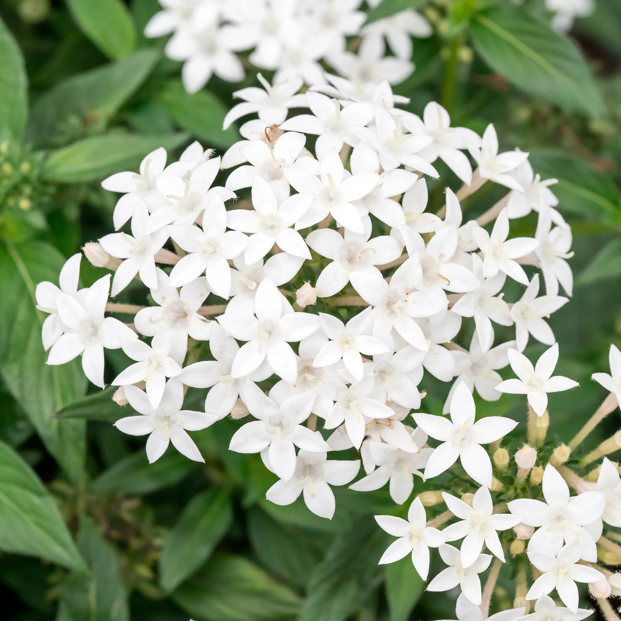 Nouveautés plantes annuelles