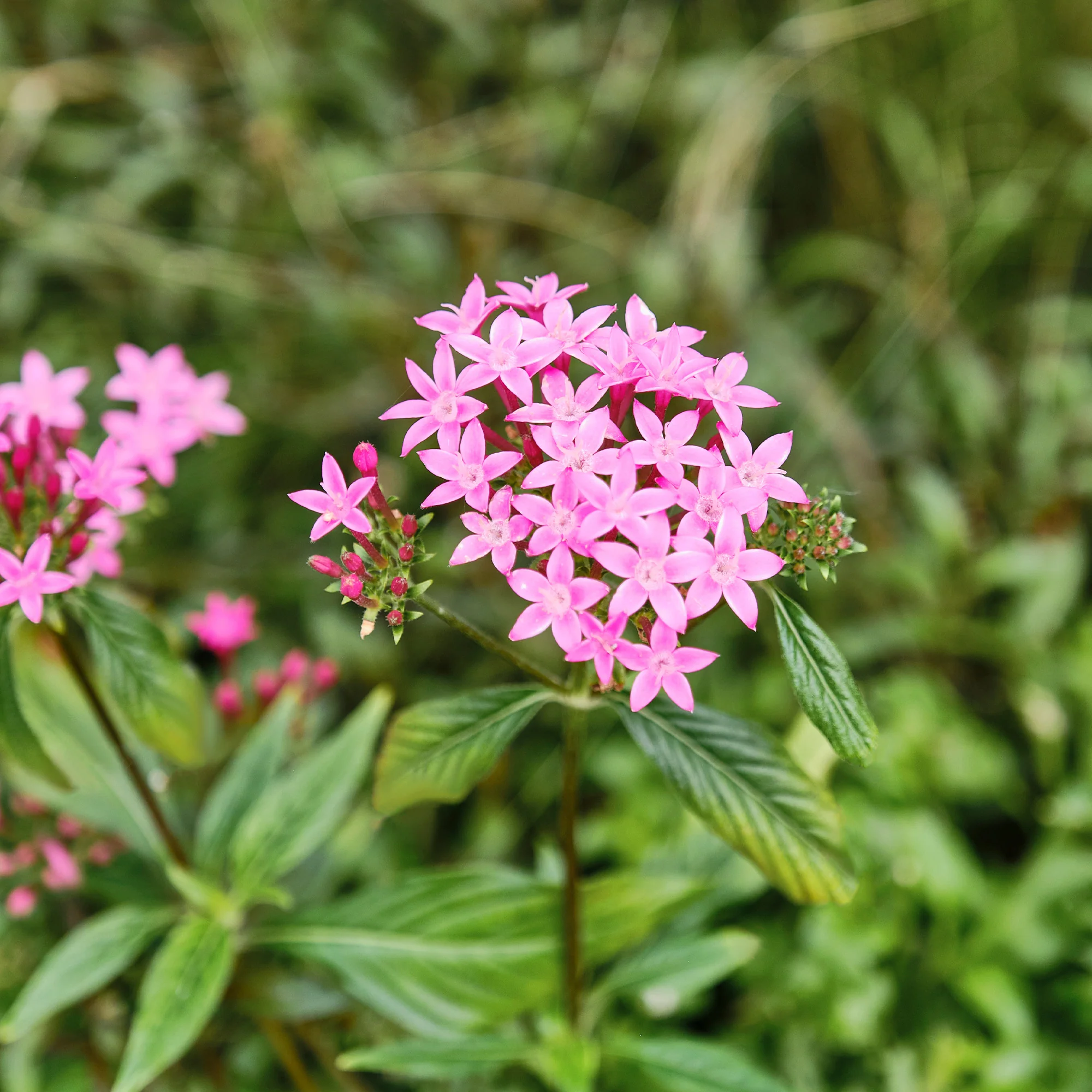 Pentas rose - Image 3