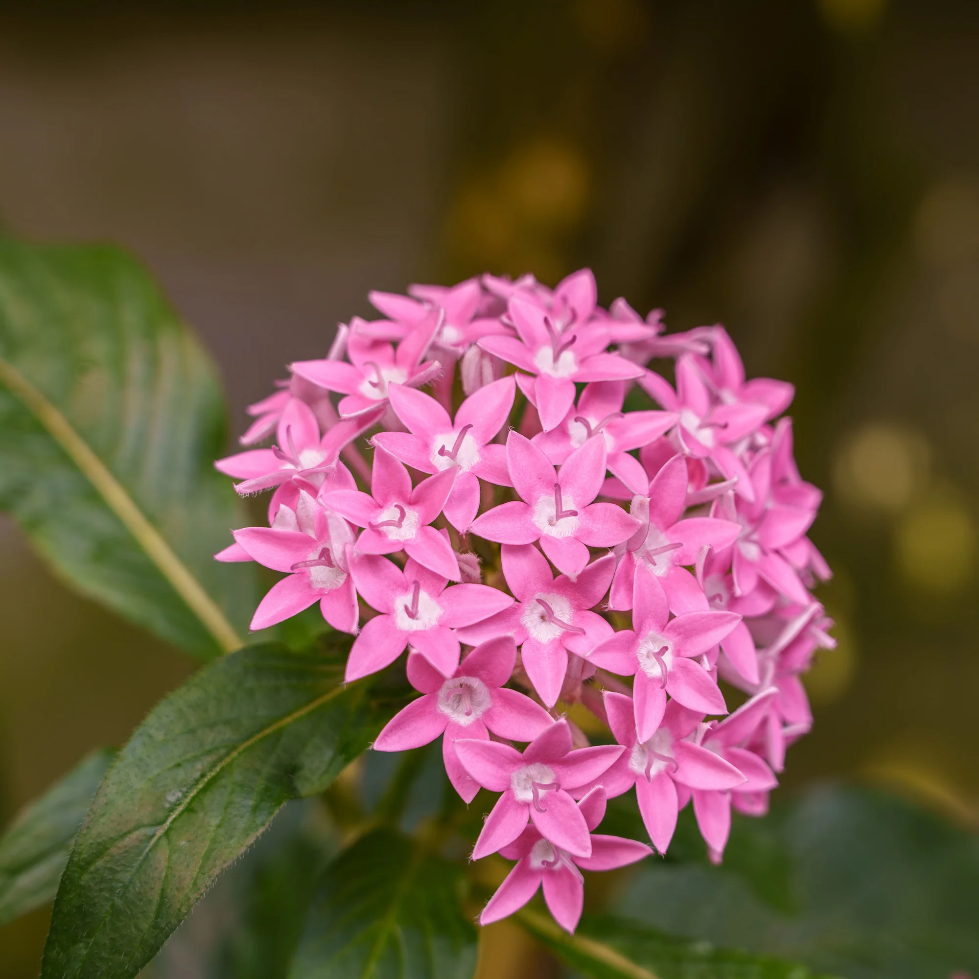 Pentas rose - Image 4