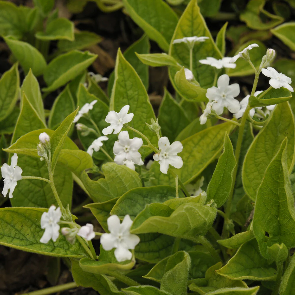Petite bourrache blanche - Image 2