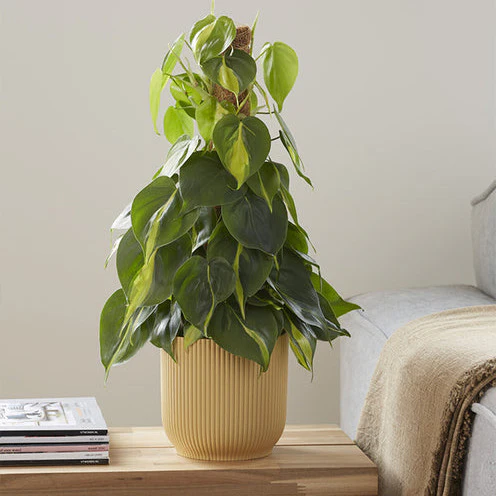 Philodendron Monstera Brasil - Image 2