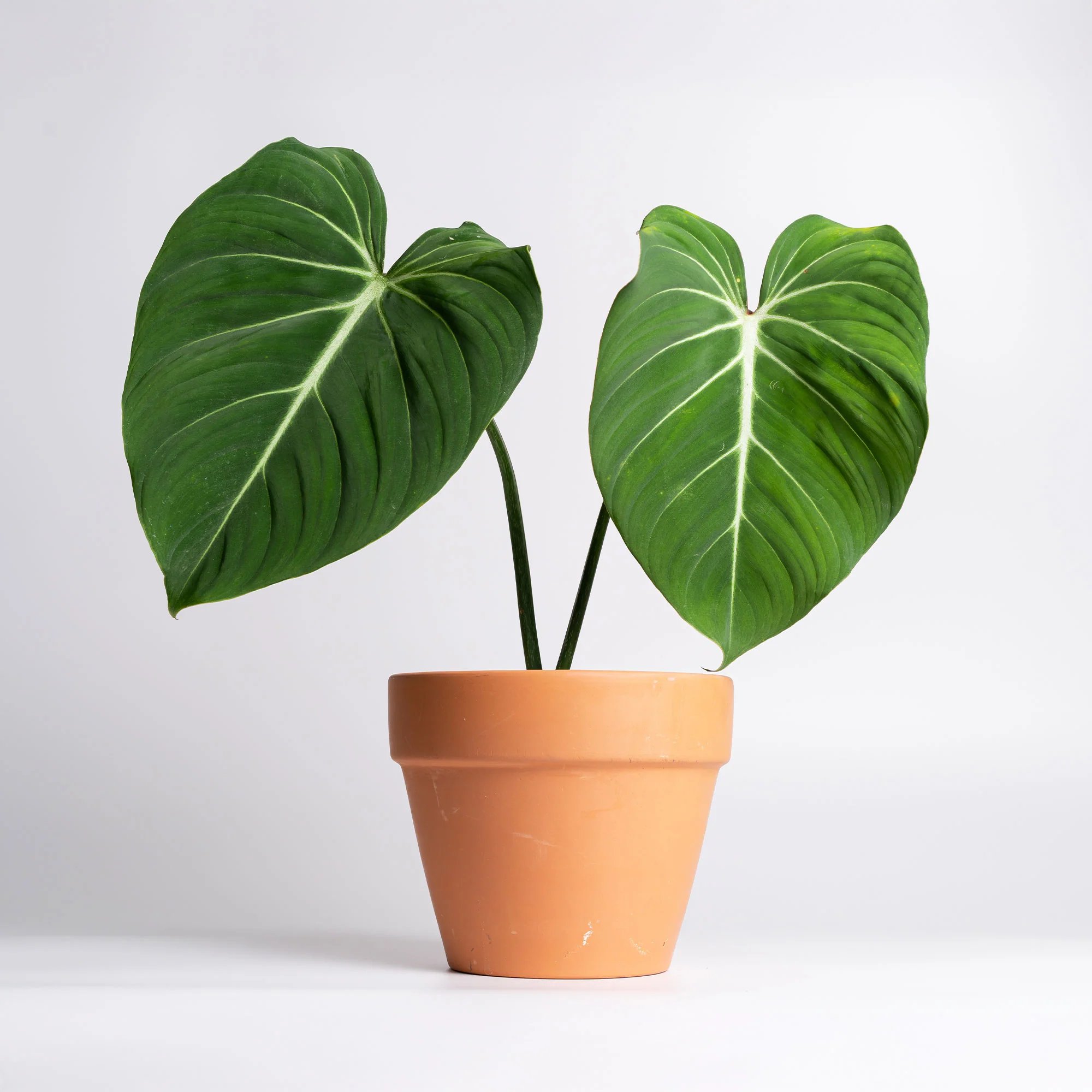 Philodendron Gloriosum - Image 3