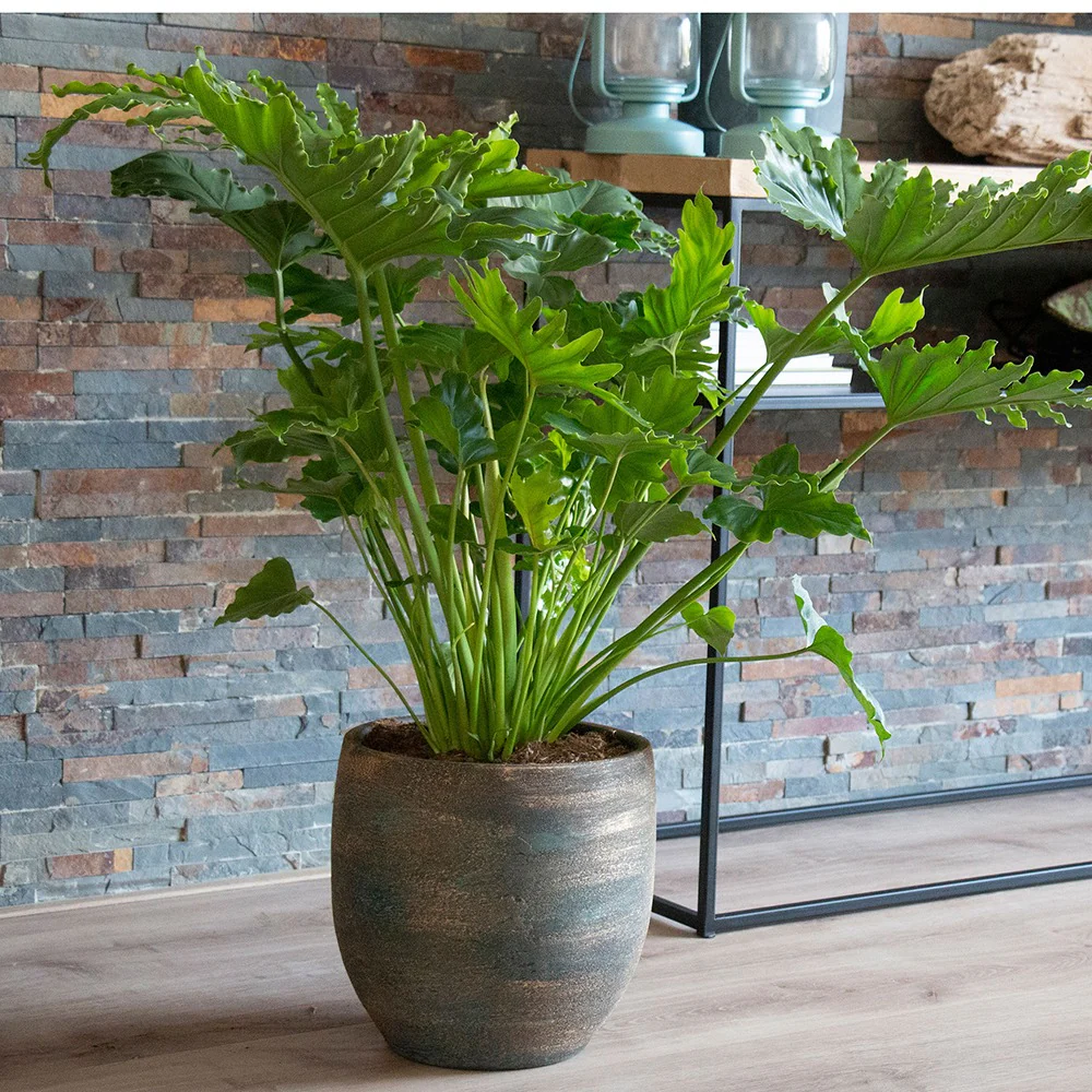 Philodendron Monstera Shangri La