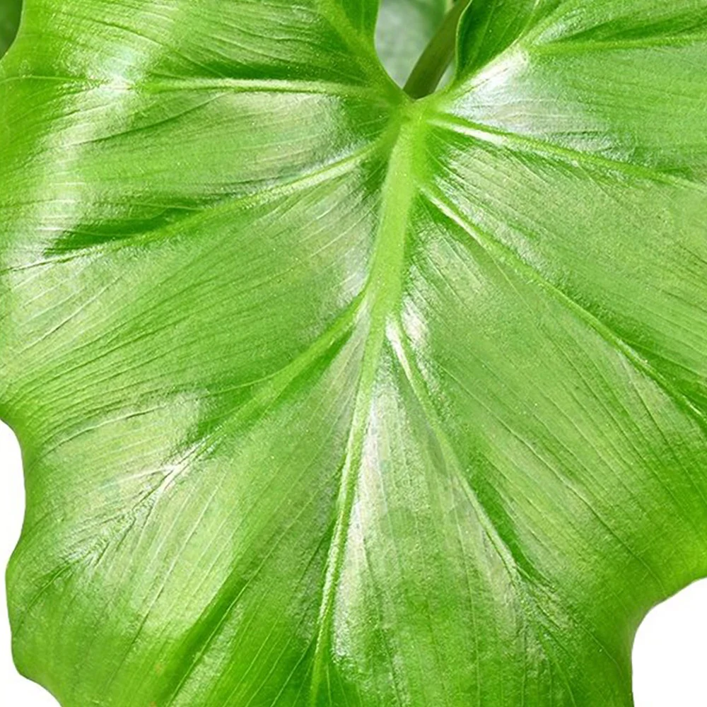 Philodendron Monstera Shangri La - Image 2