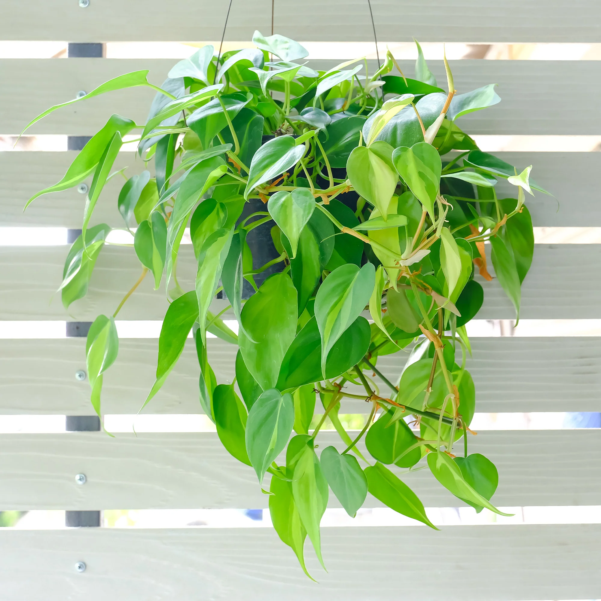 Philodendron Monstera scandens