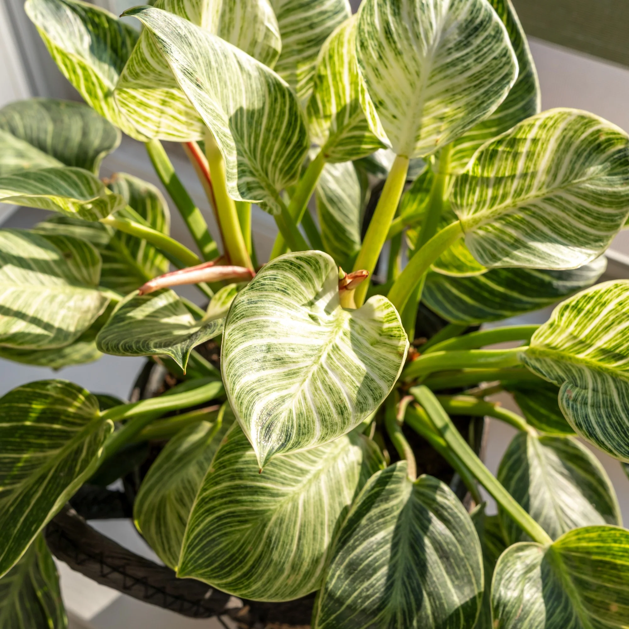 Philodendron Monstera White Wave - Image 3
