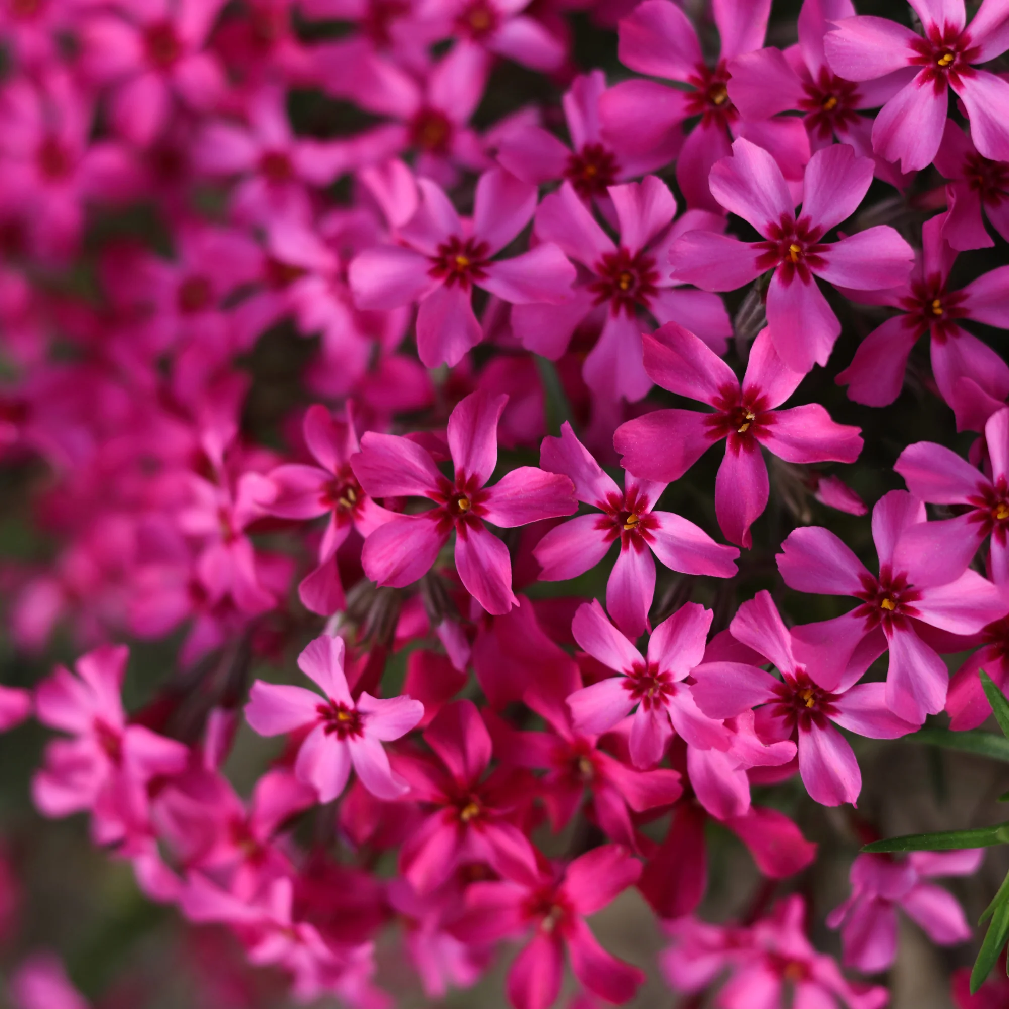 Phlox mousse Atropurpurea - Image 2