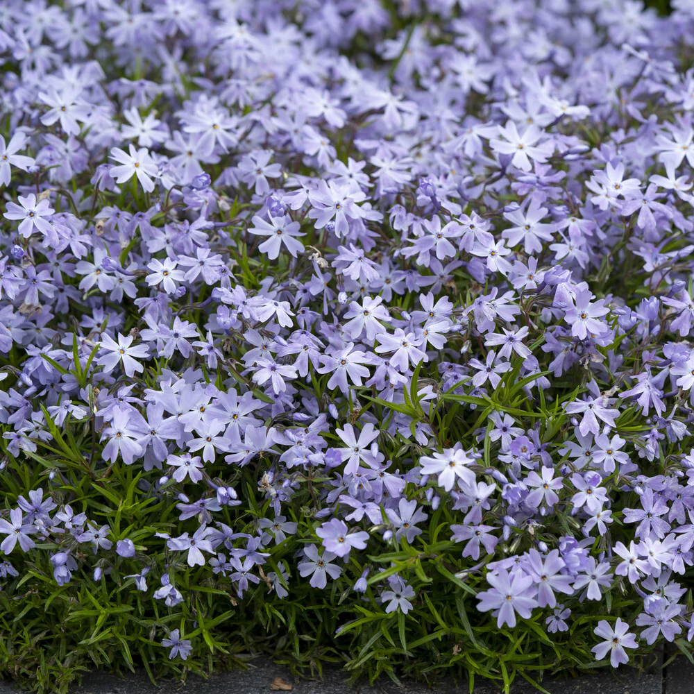 Phlox mousse Emerald Cushion Blue - Image 2