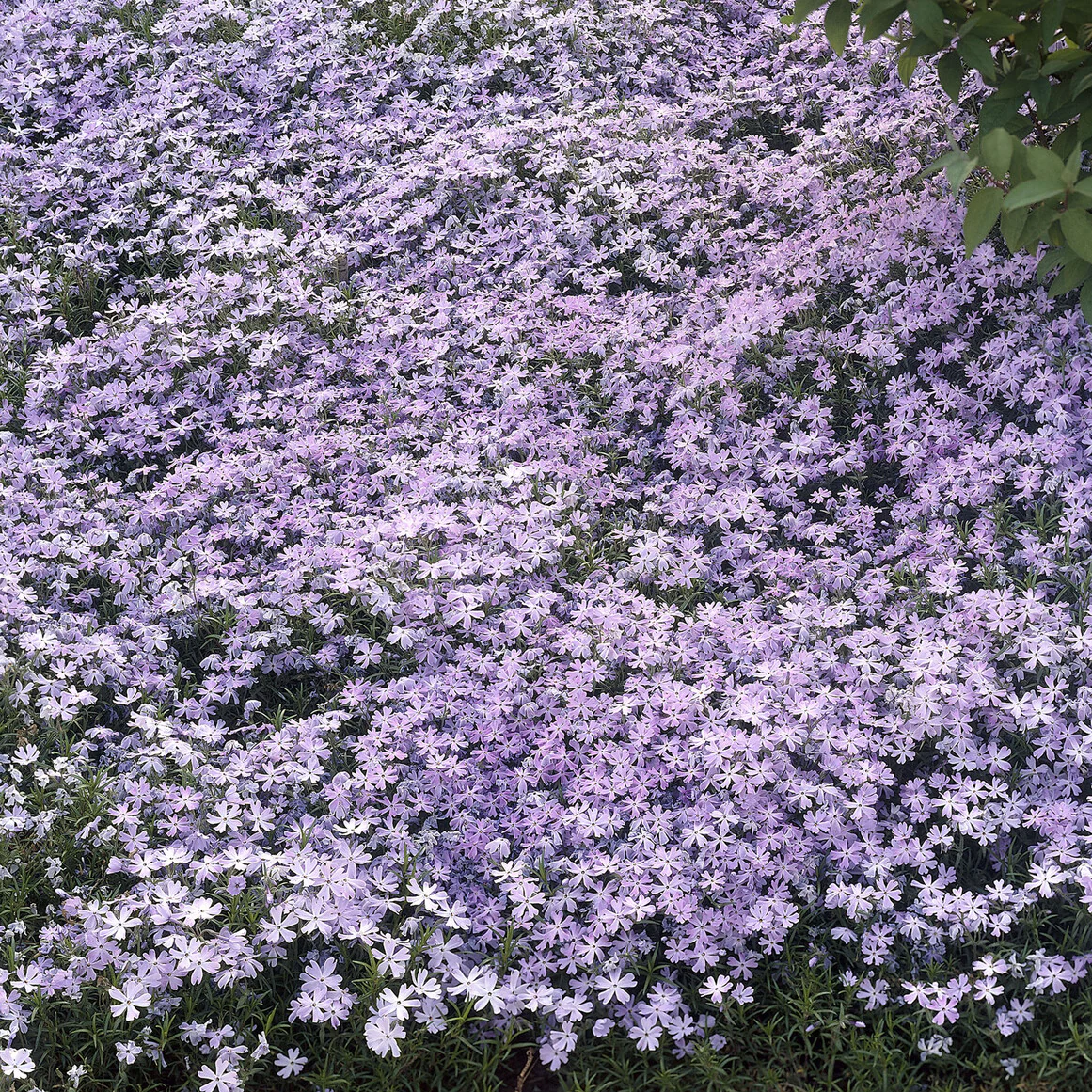 Phlox mousse Emerald Cushion Blue - Image 3