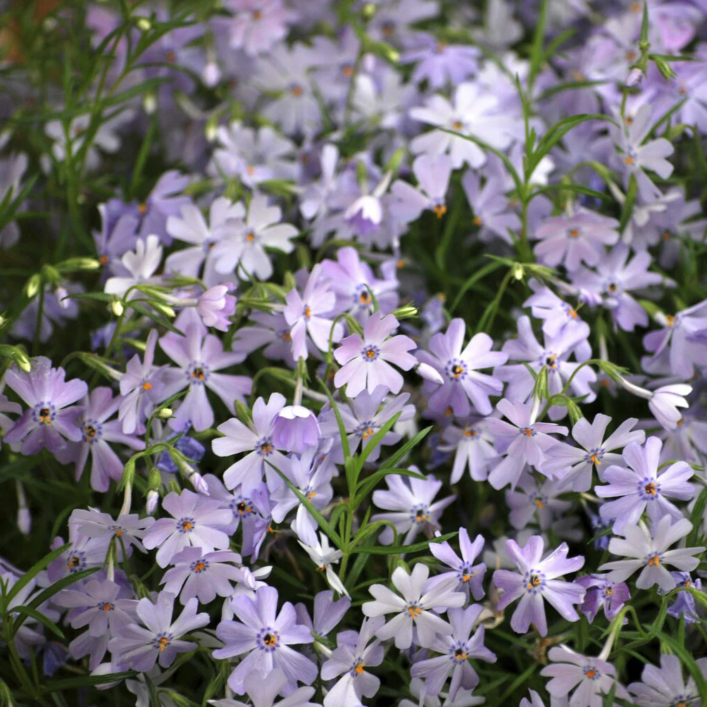 Phlox mousse Emerald Cushion Blue - Image 4