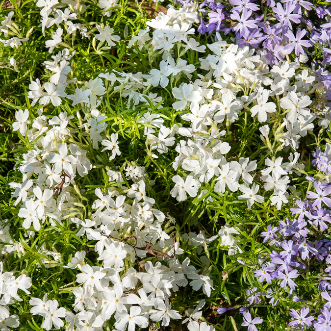 Phlox mousse White Delight