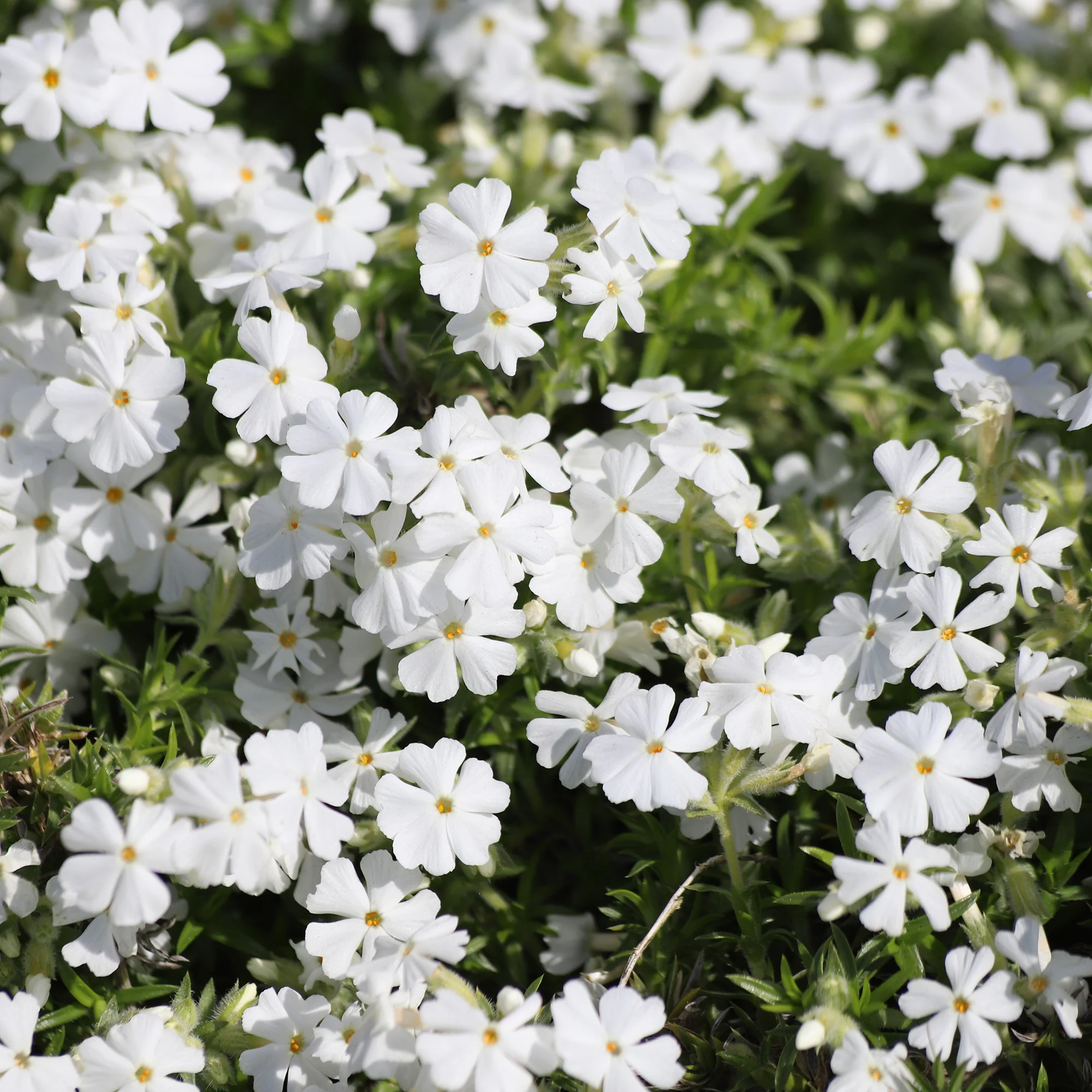 Phlox mousse White Delight - Image 2