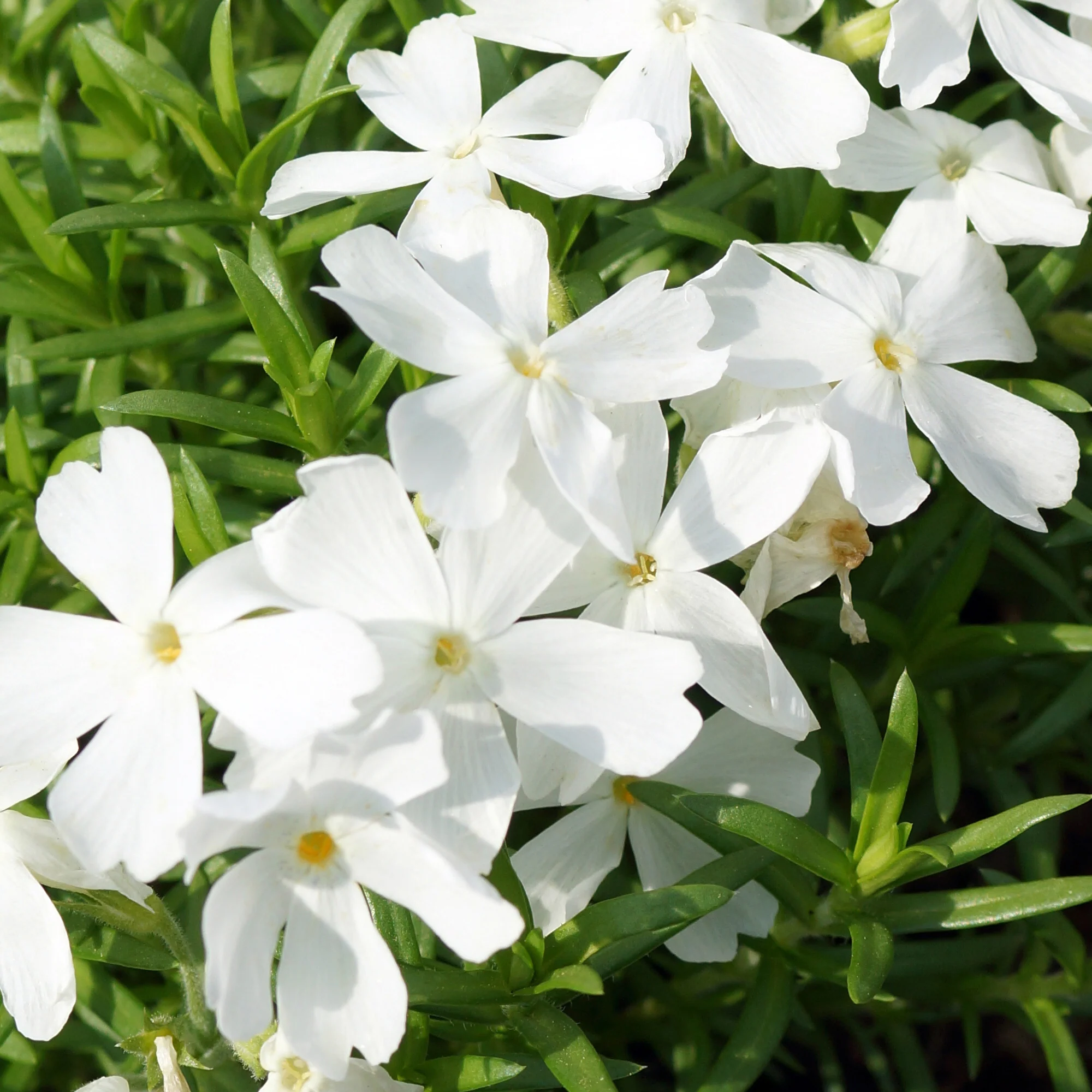 Phlox mousse White Delight - Image 3