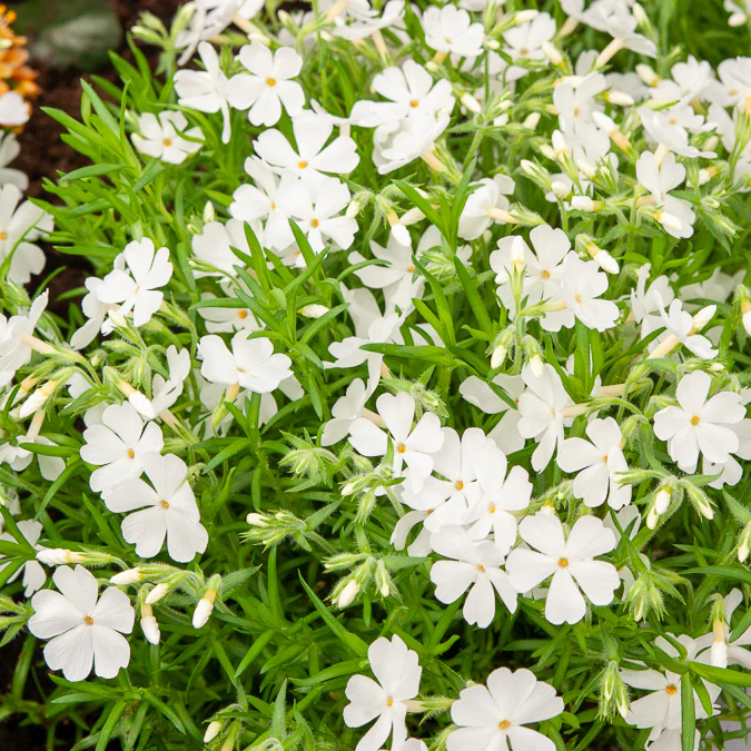 Phlox mousse White Delight - Image 4