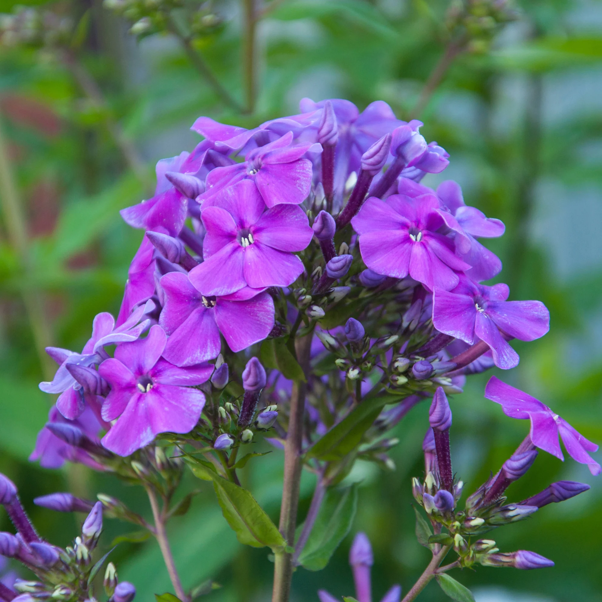 Phlox paniculé Amethyst - Image 4