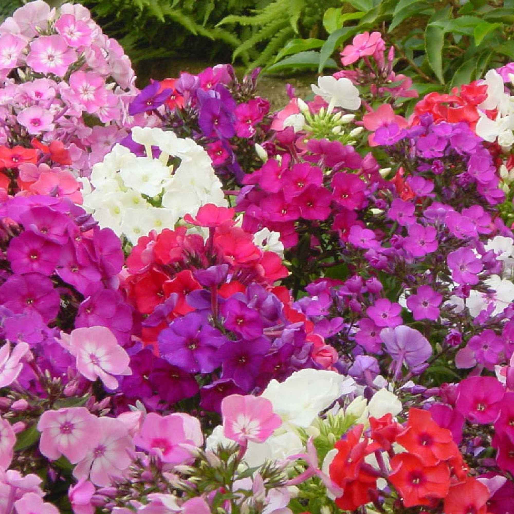 5 Phlox paniculé en mélange - Image 3