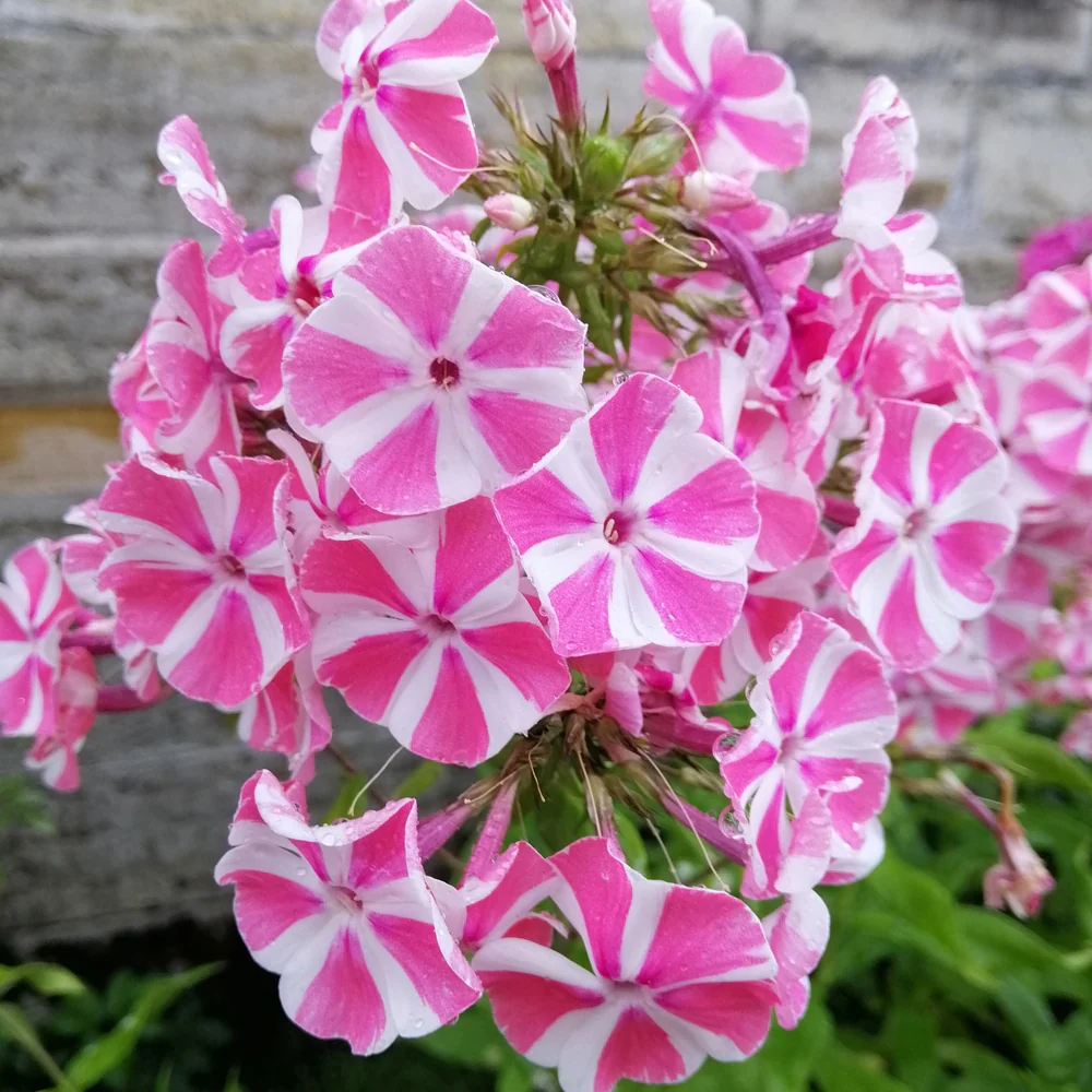 Phlox paniculé Peppermint Twist