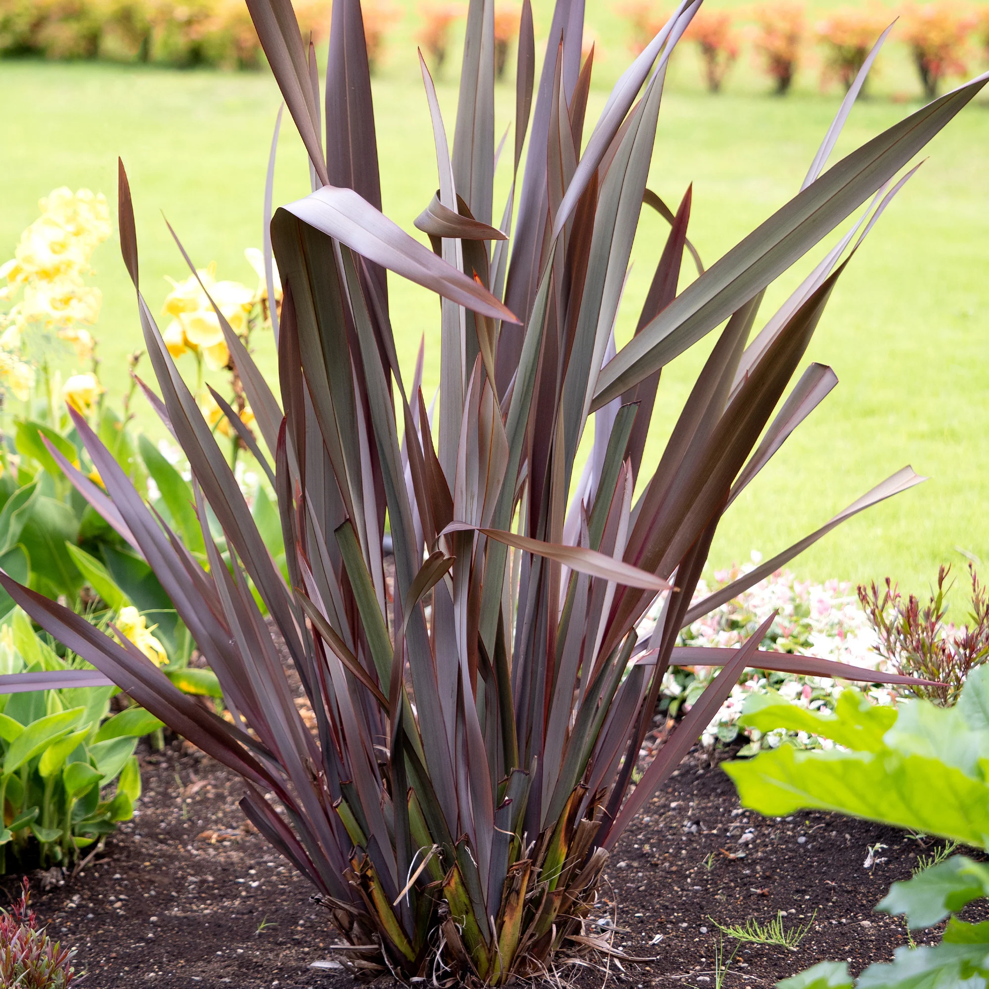 Phormium Black Adder ® - Lin de Nouvelle-Zélande - Image 2