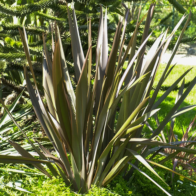 Phormium Bronze Baby - Lin de Nouvelle-Zélande