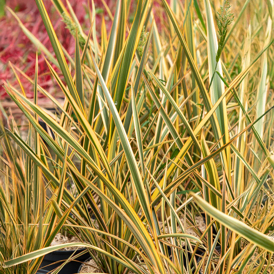 Phormium Golden Ray - Lin de Nouvelle-Zélande