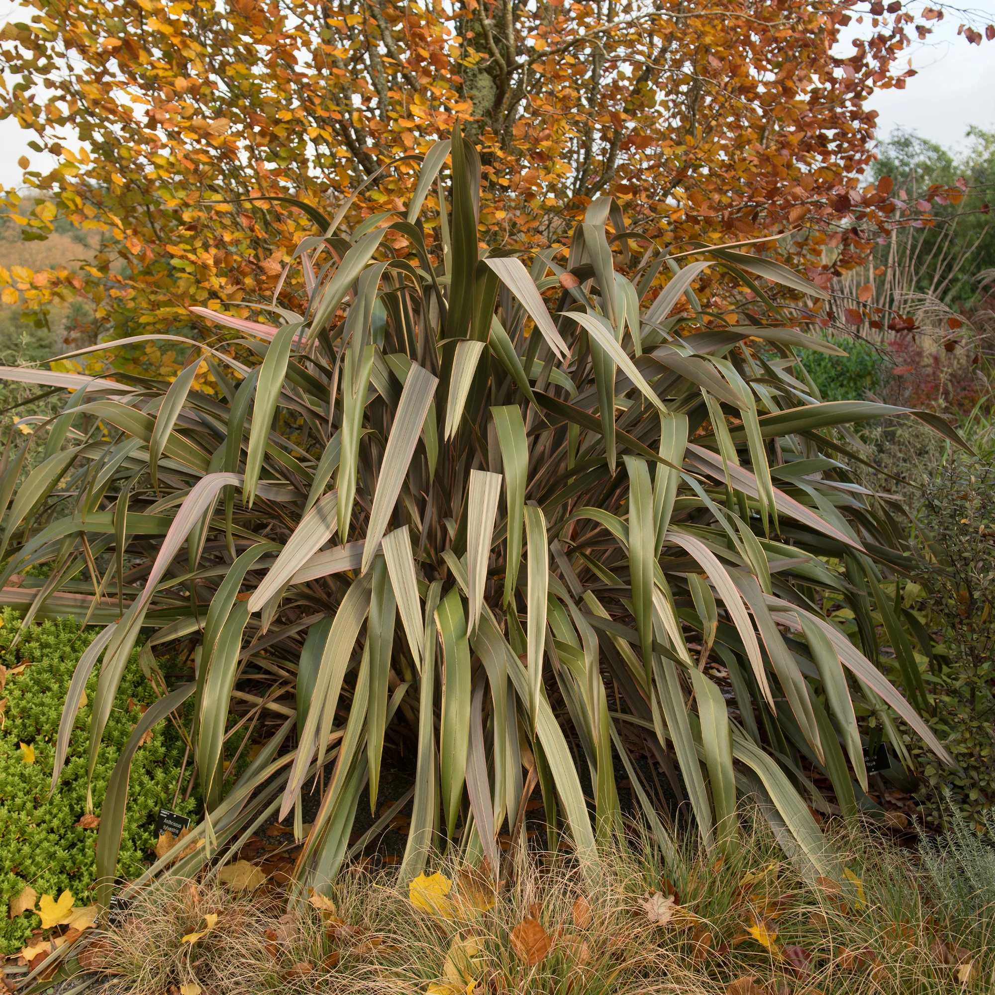 Phormium Sundowner - Lin de Nouvelle-Zélande - Image 3