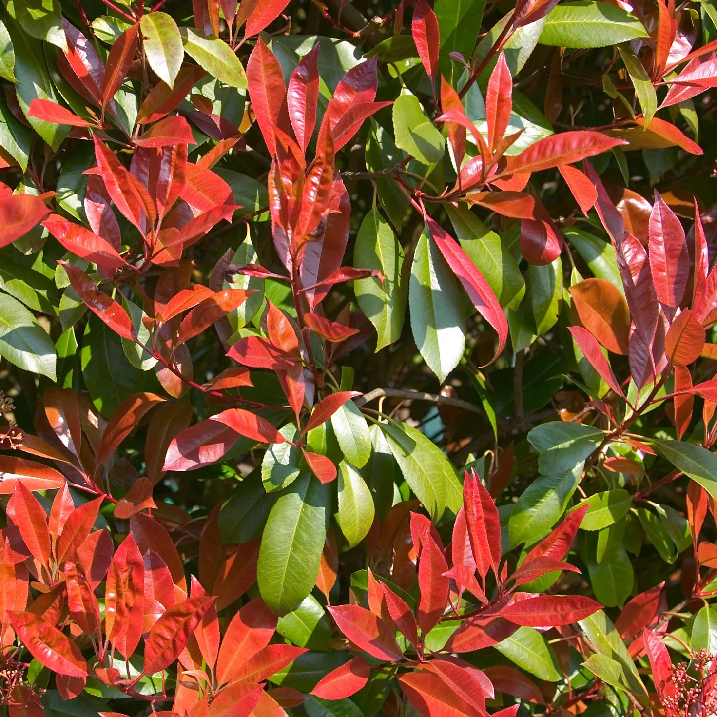 Photinia fraseri Carré rouge
