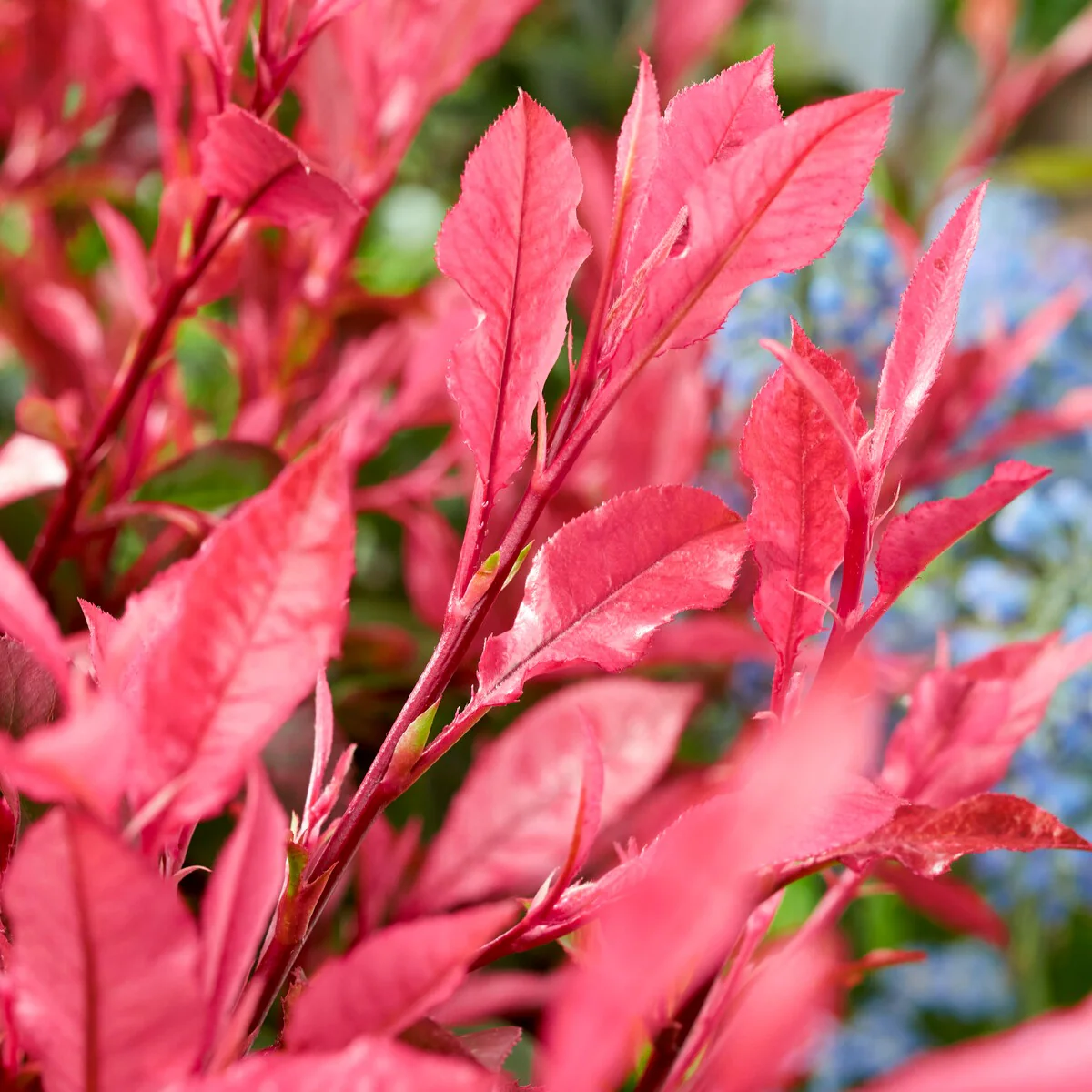 Photinia fraseri Little Fenna - Image 2