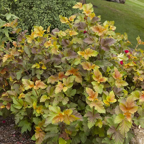 Physocarpe Amber Jubilé® Jefam