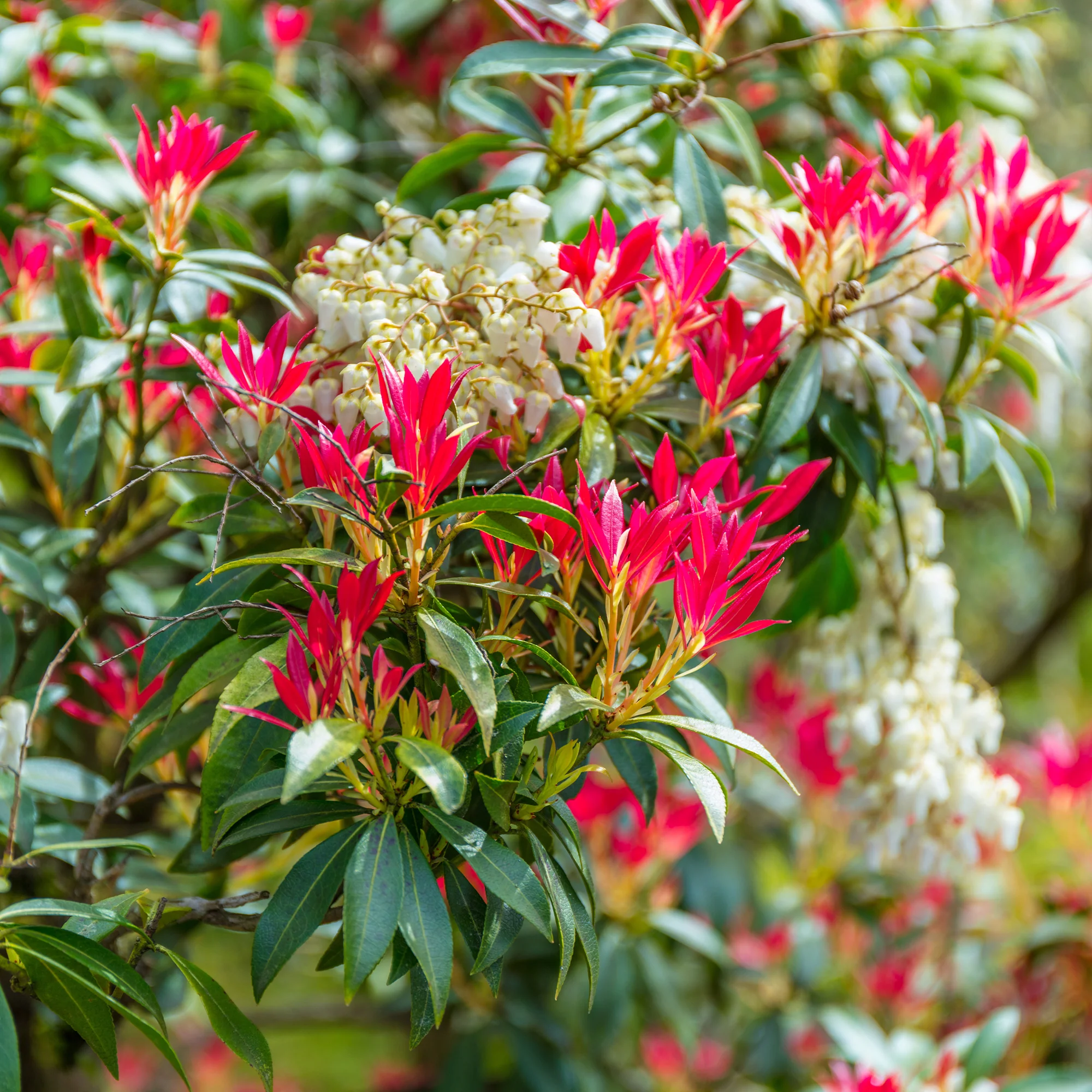 Pieris Forest flame - Image 3