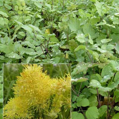 3 Pigamons jaunes à feuilles bleutées