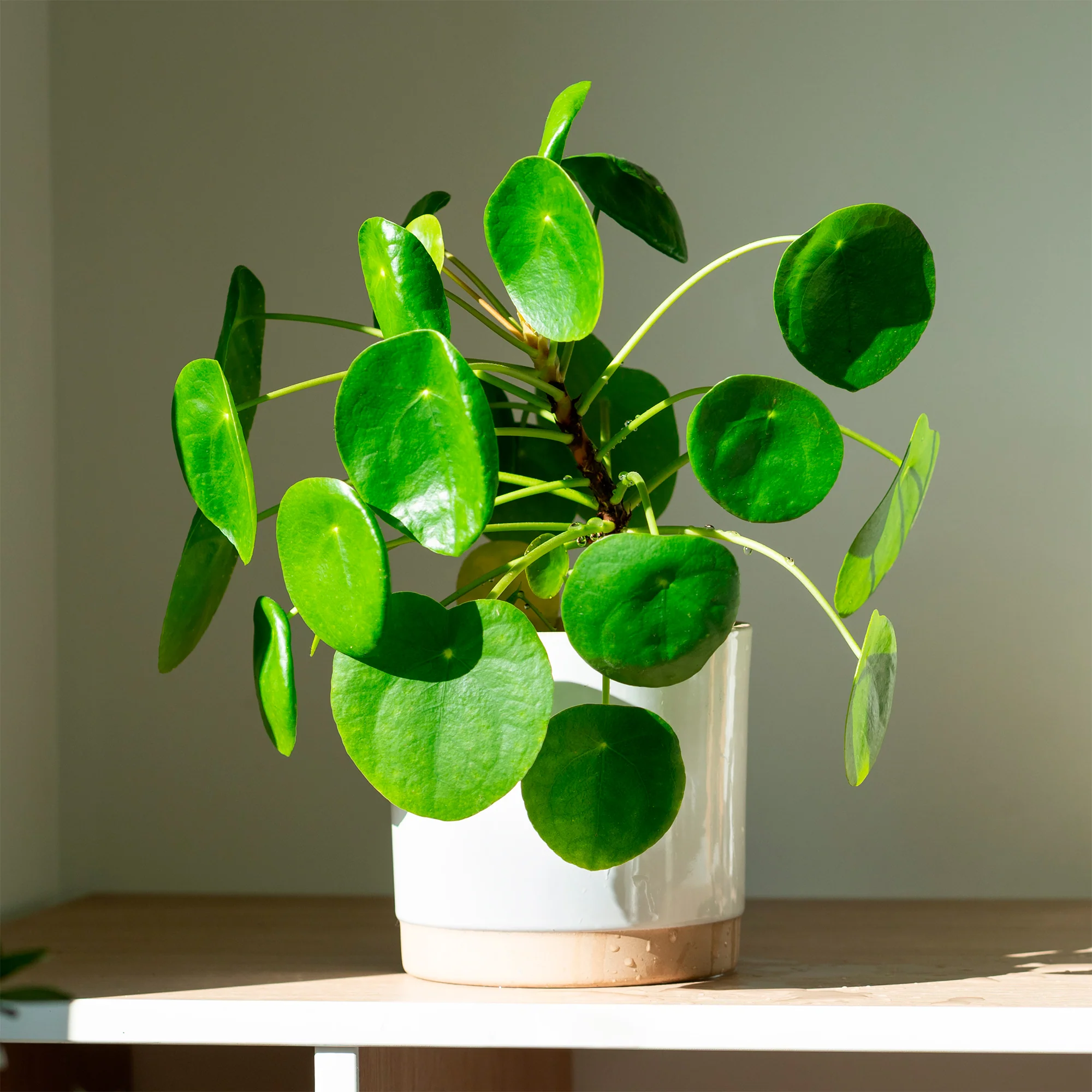 Pilea peperomioides - Image 3