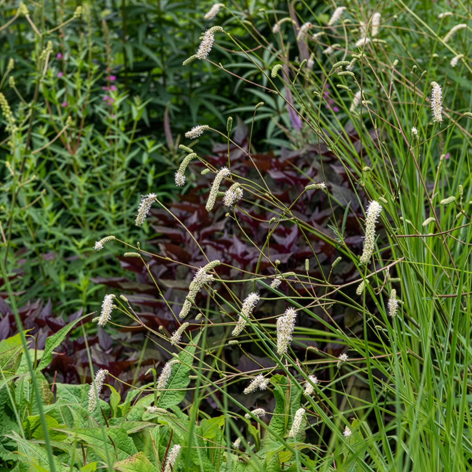 Pimprenelle blanche - Sanguisorbe - Image 4