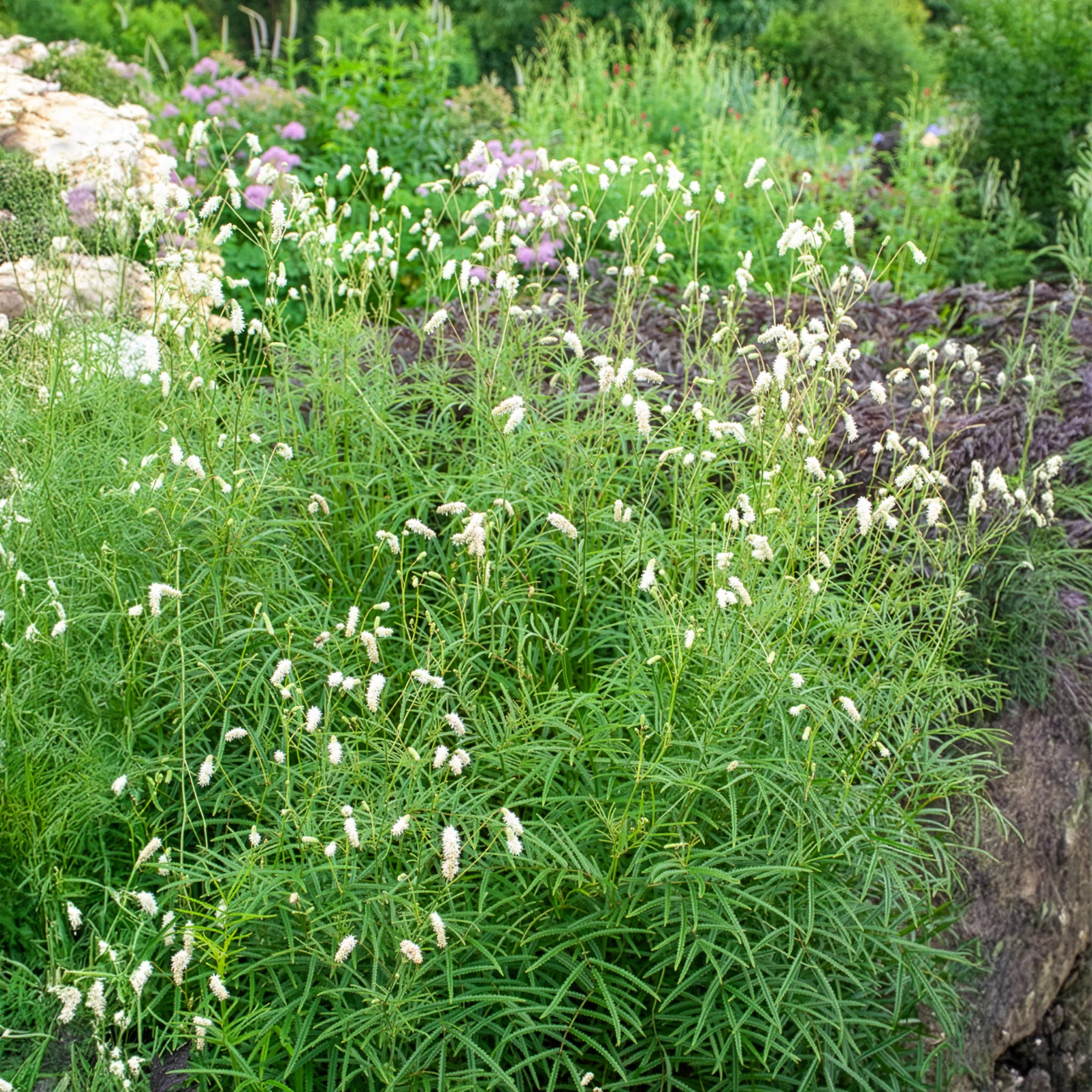 Pimprenelle blanche - Sanguisorbe - Image 5
