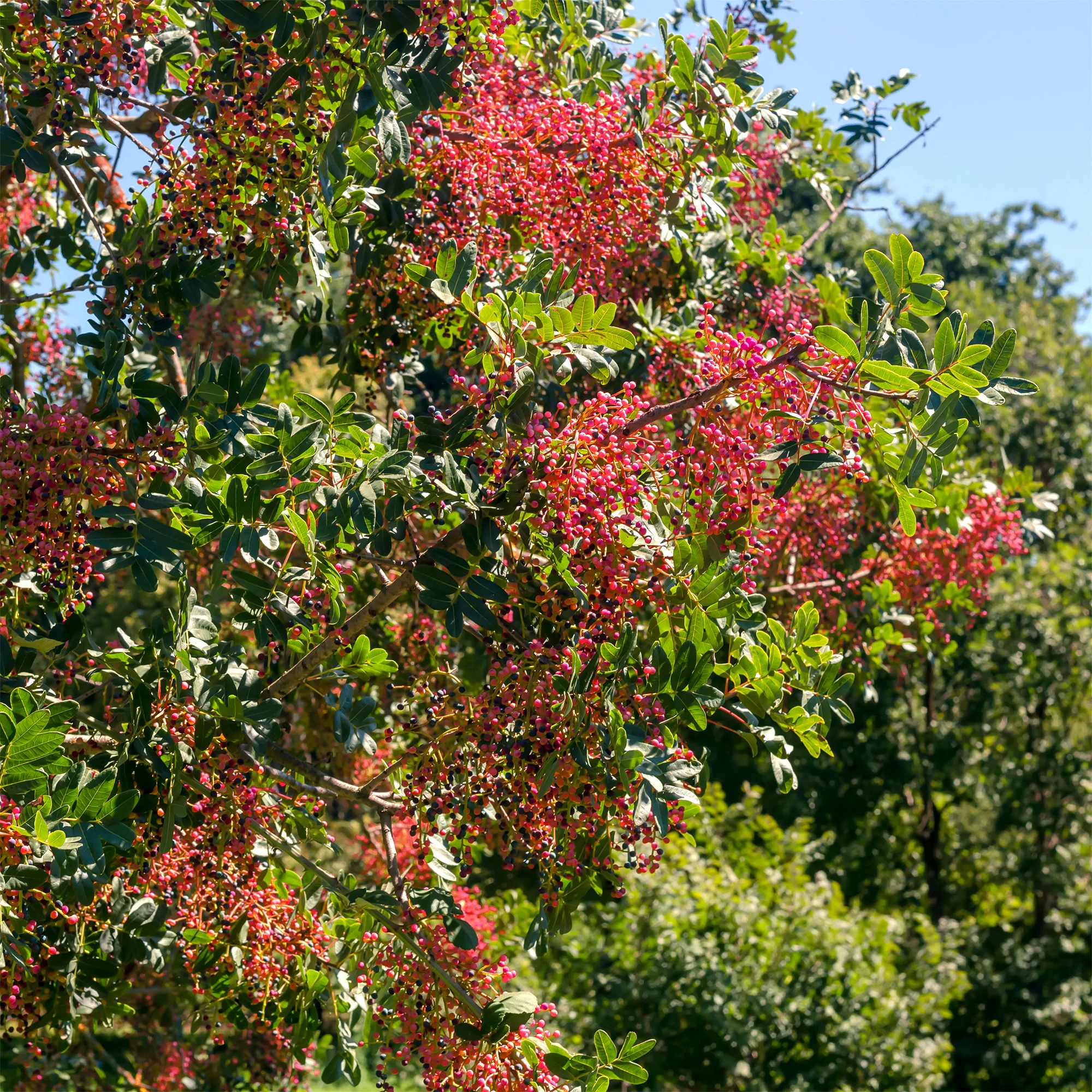 Pistachier térébinthe