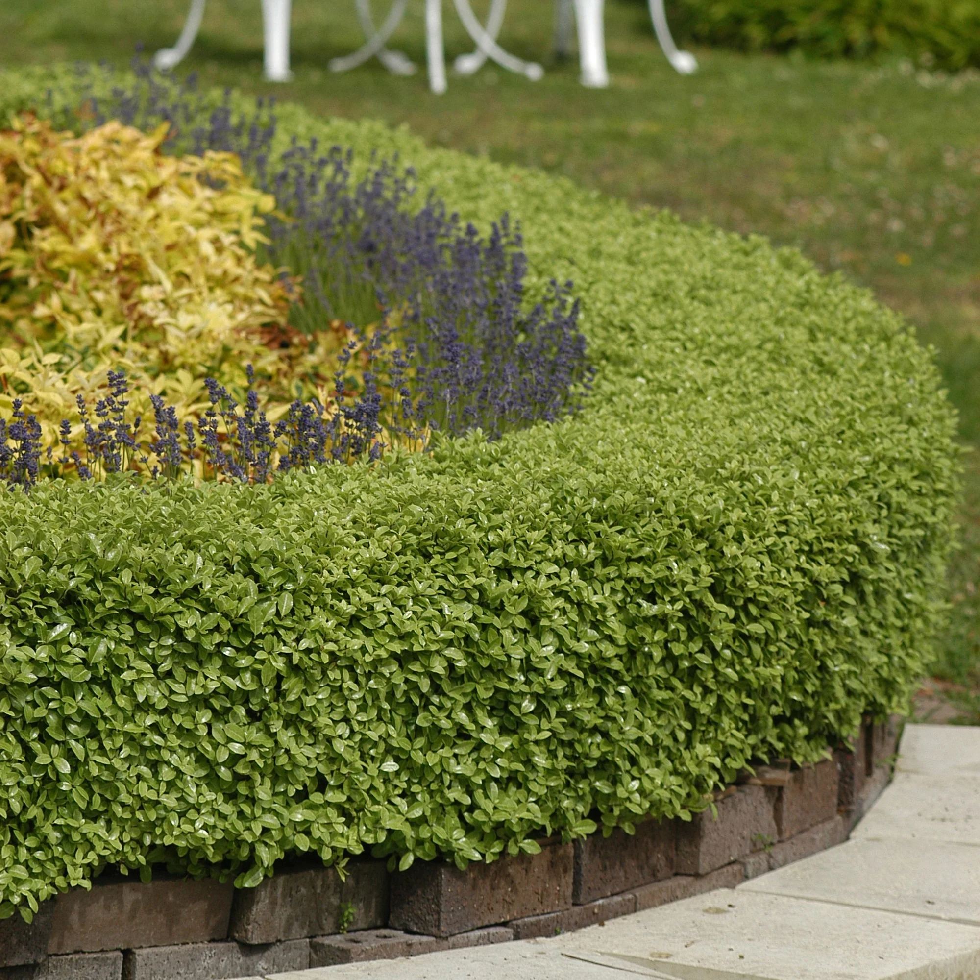 Pittosporum Golf Ball - Image 2