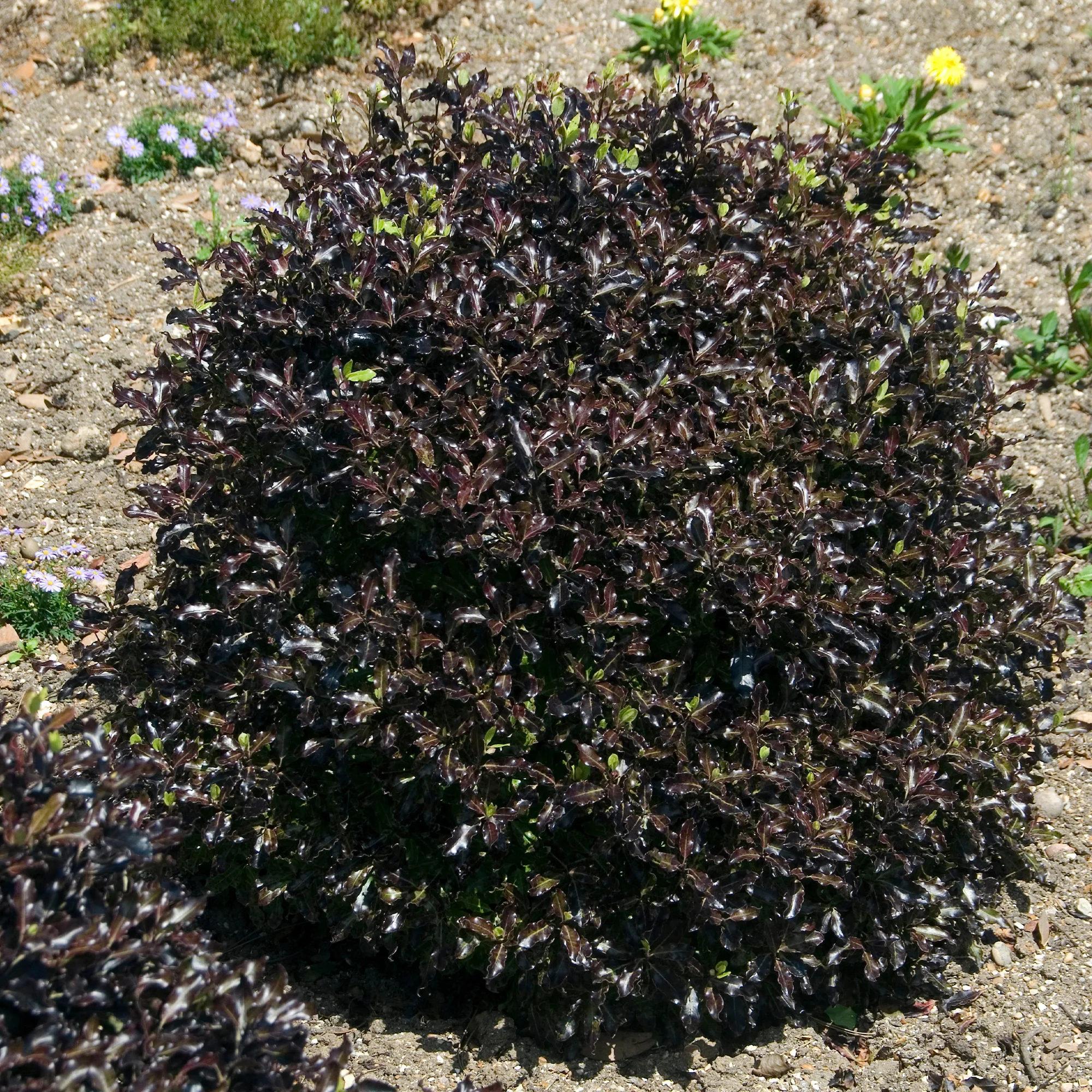 Pittosporum tenuifolium Tom Thumb - Image 2