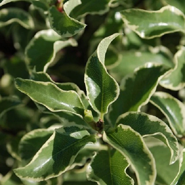 Pittosporum tenuifolium variegatum - Image 4