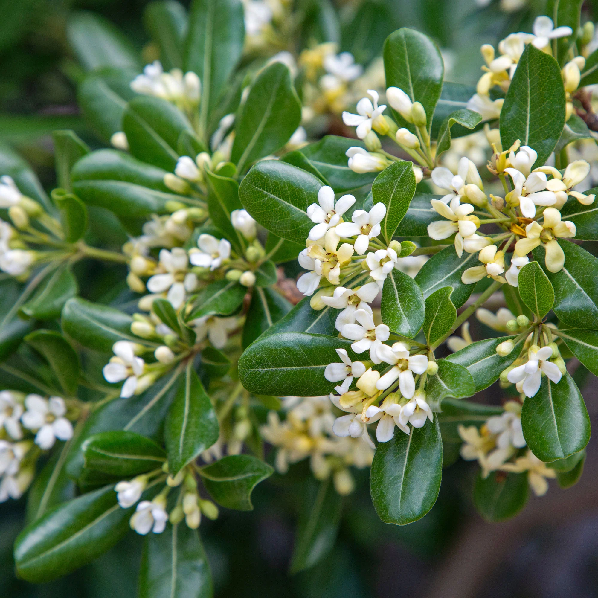 Pittosporum tobira - Image 2