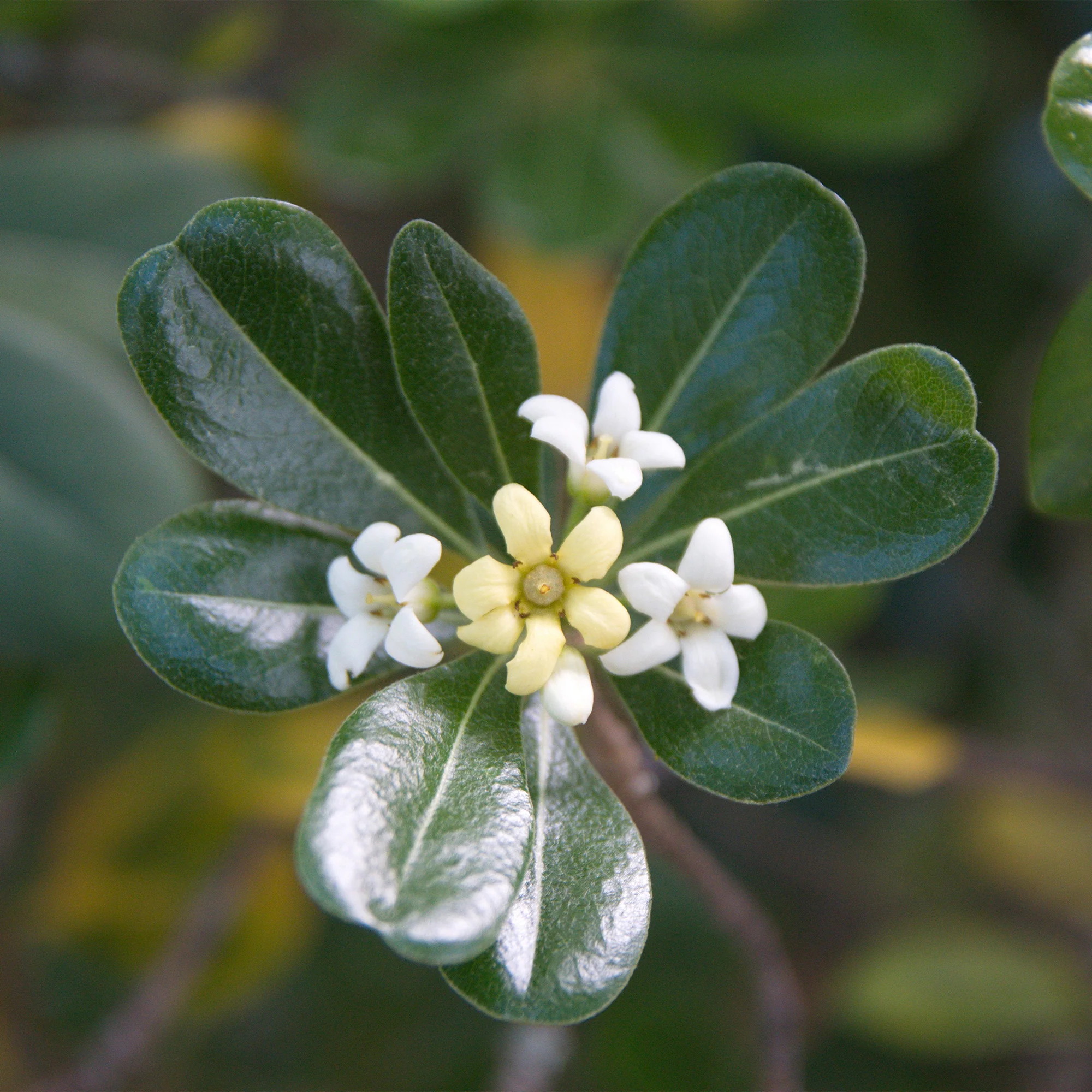 Pittosporum tobira - Image 4