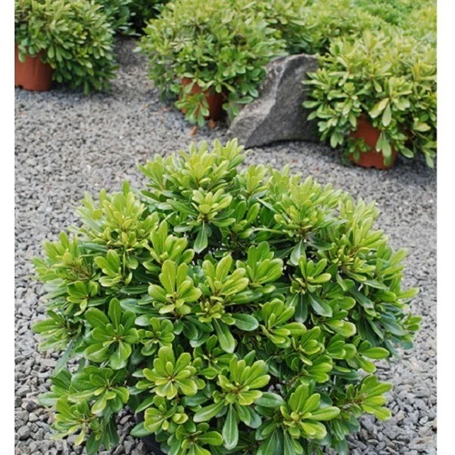 Pittosporum tobira ‘nana’ - Image 2