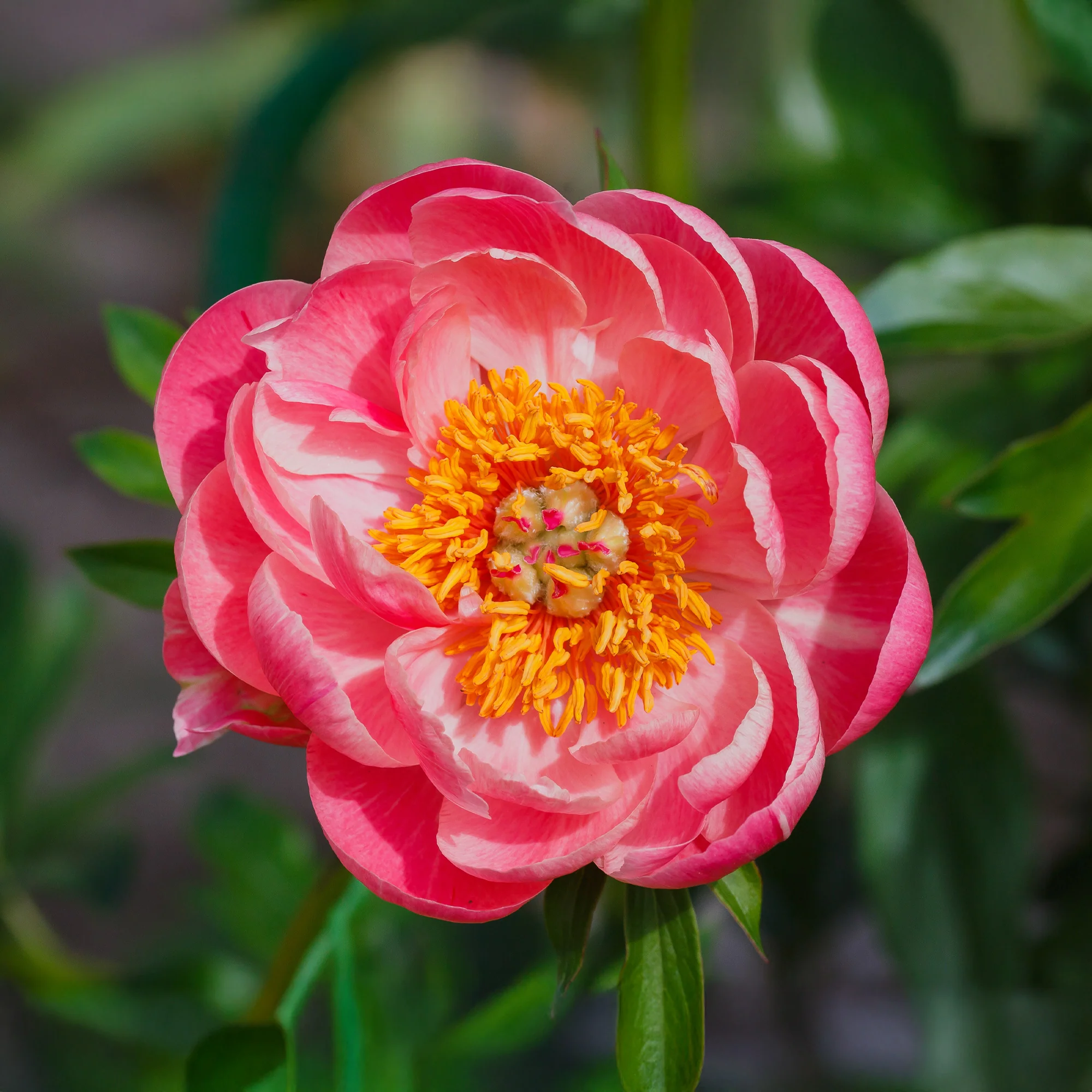 Pivoine Corail - Image 2