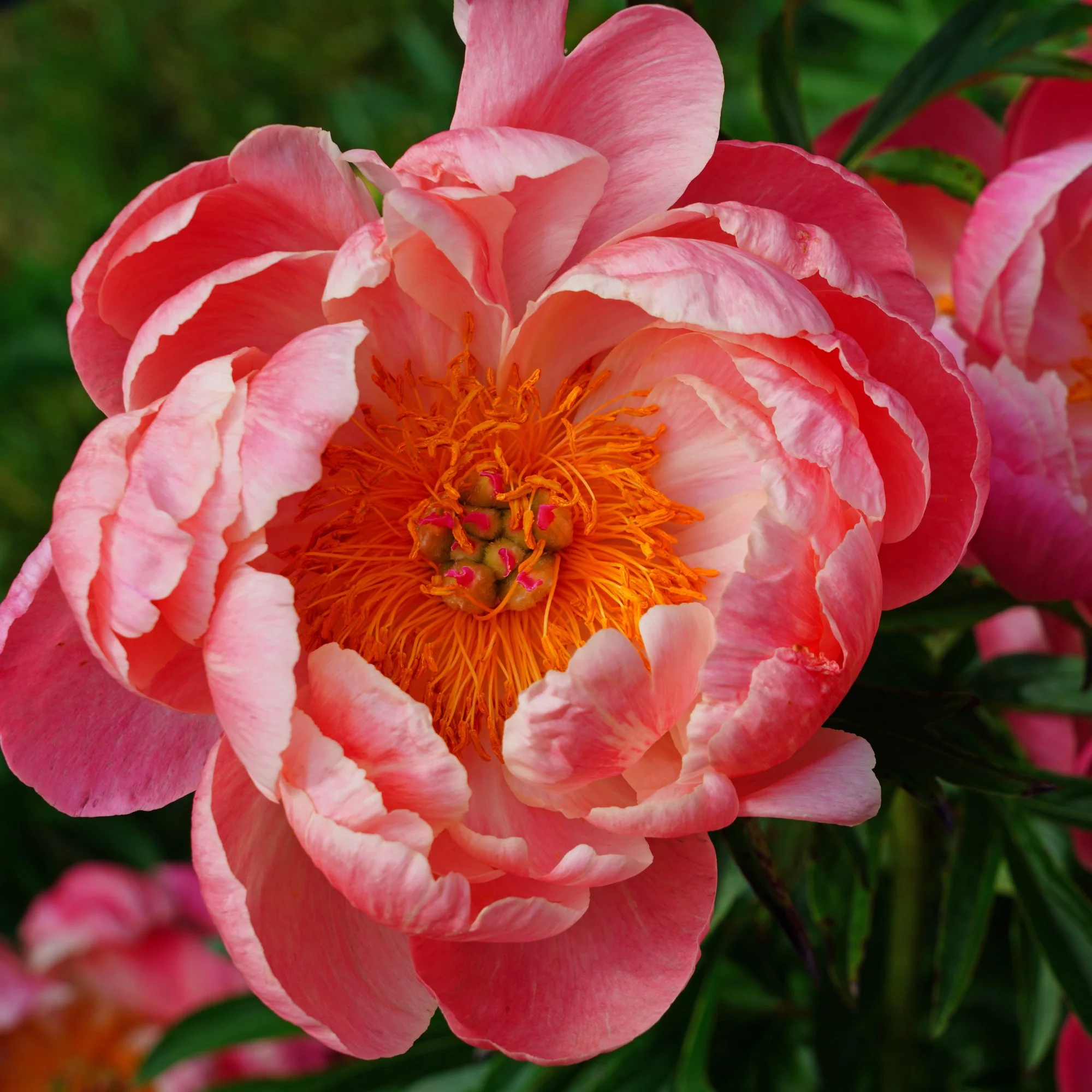 Pivoine Coral Charm - Image 3