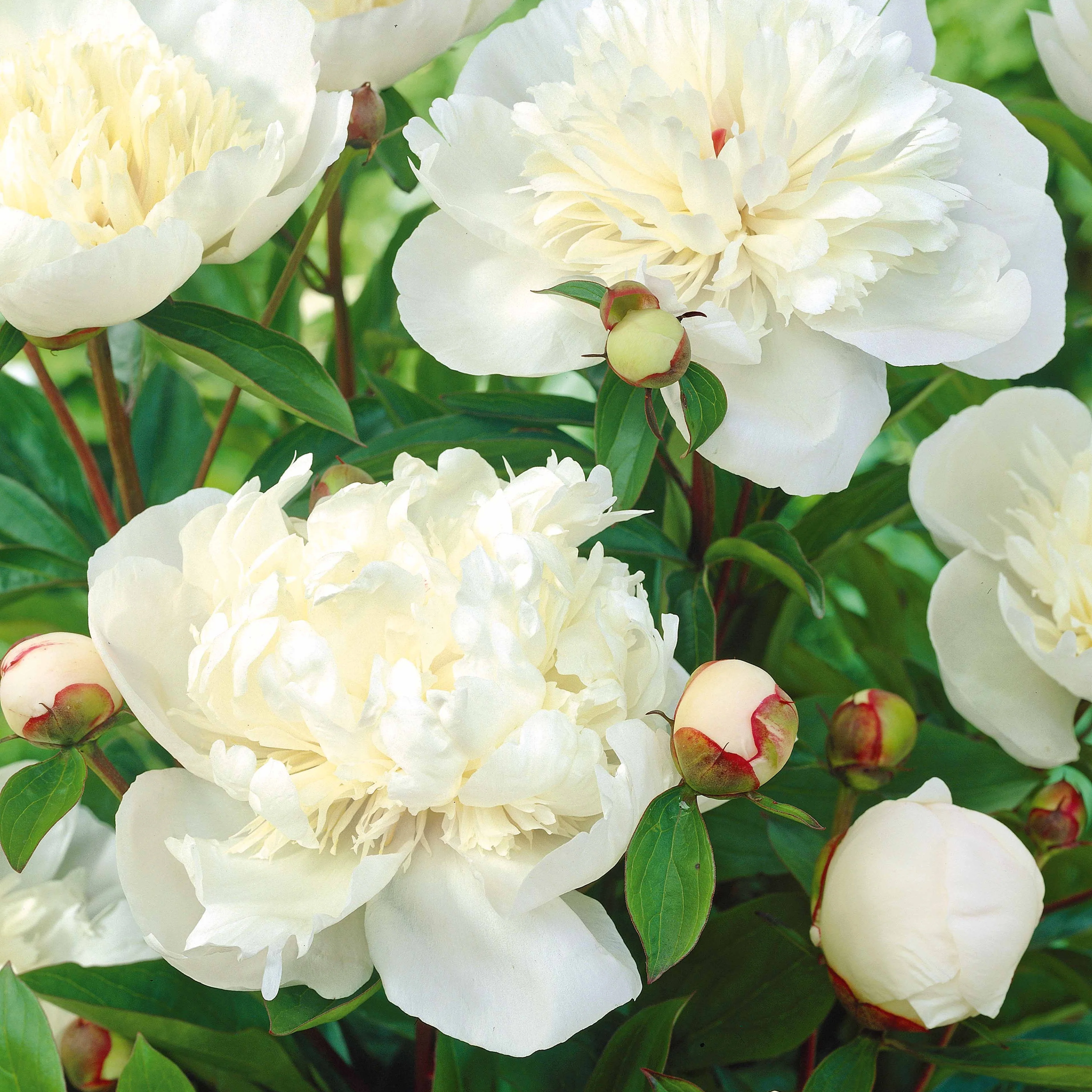 Pivoine Immaculée