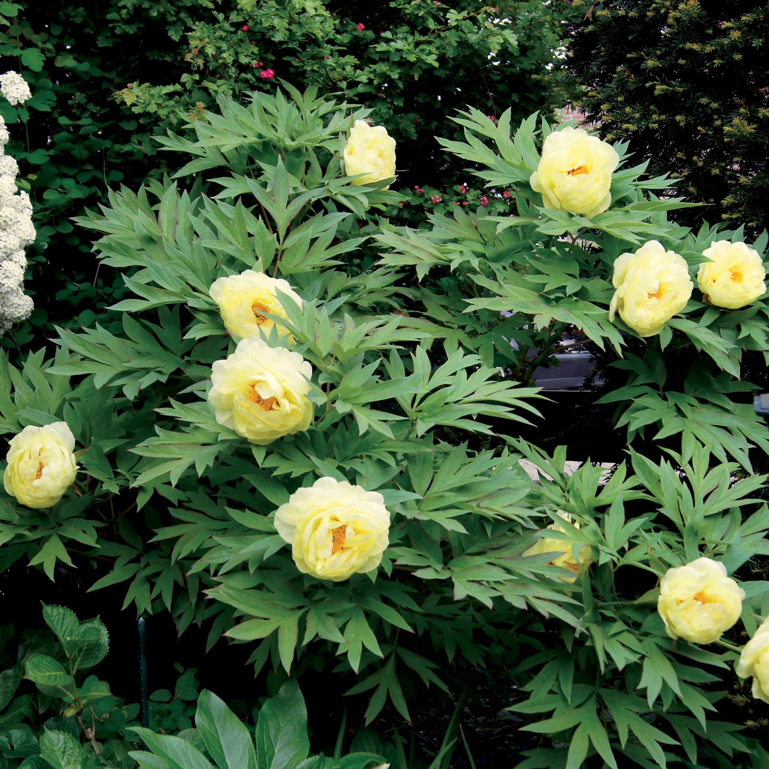 Pivoine Itoh Bartzella - Image 3