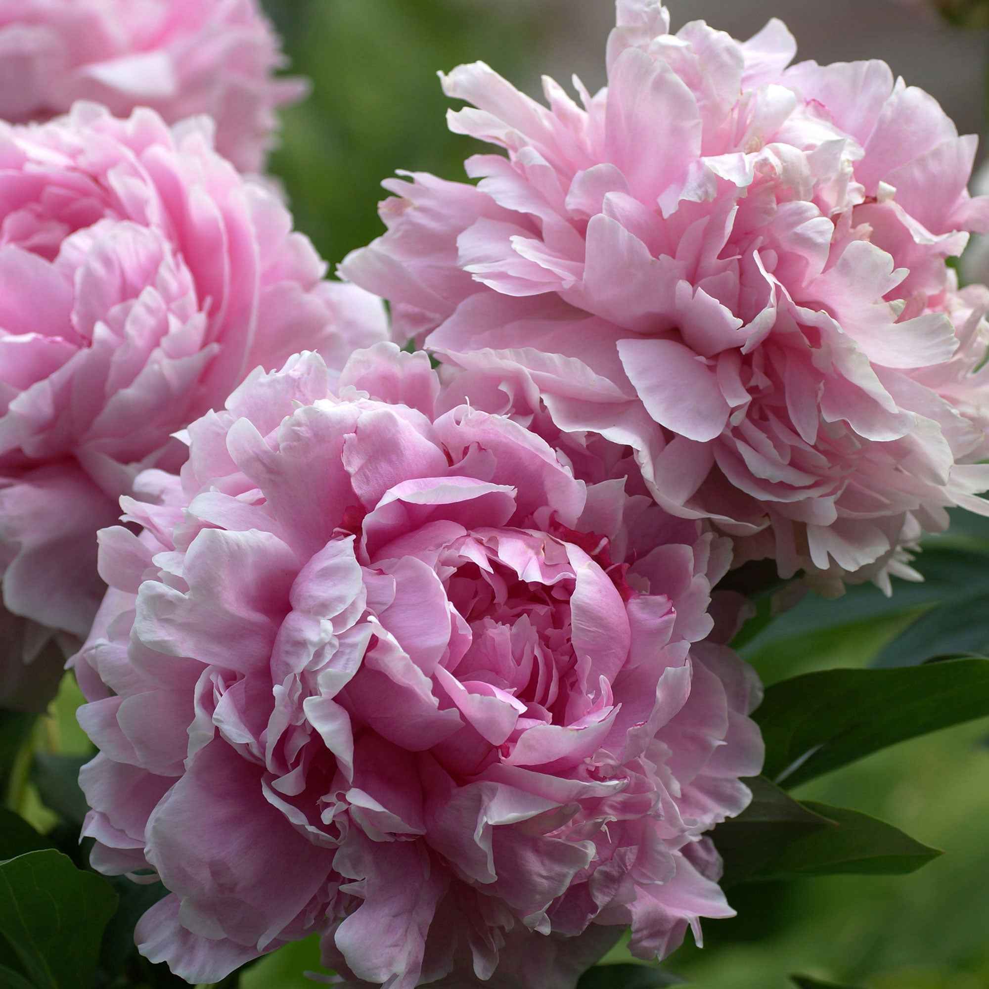 Pivoine Sarah Bernhardt - Image 3