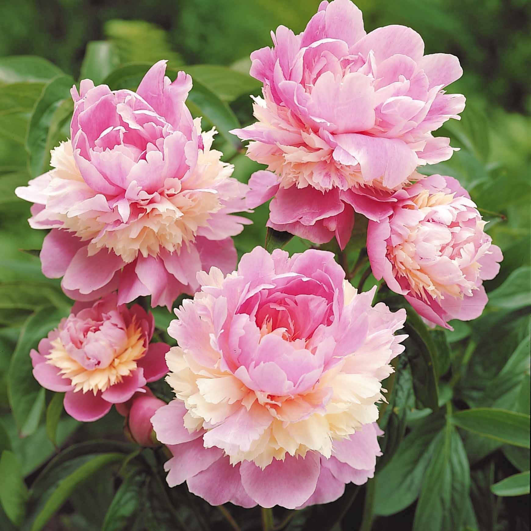 Pivoine Sorbet - Image 5
