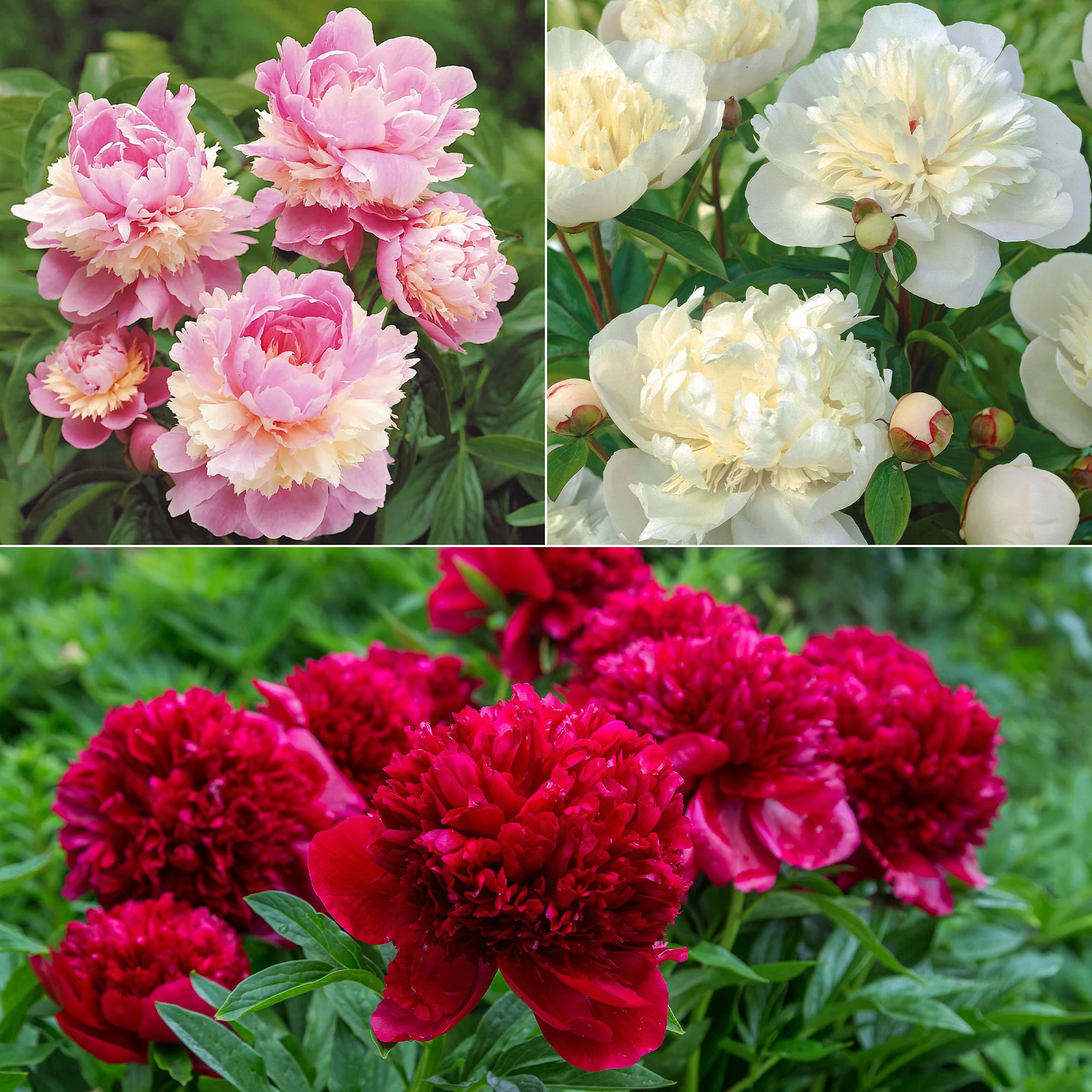 Mélange de 3 pivoines : Immaculée, Sorbet, Red Charm