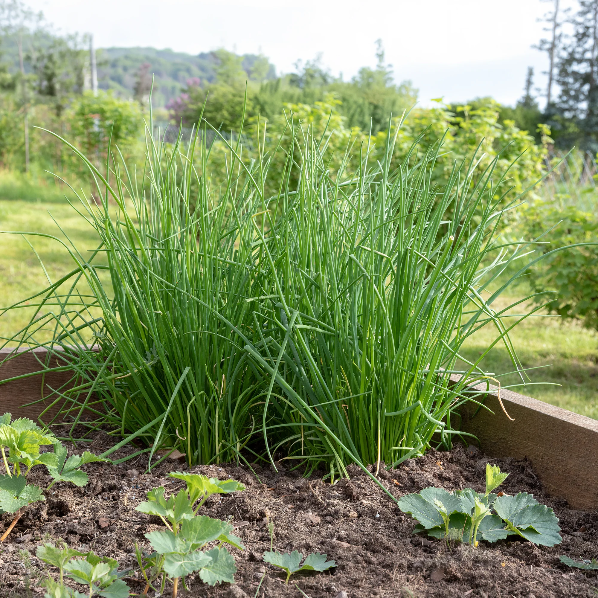 Plant de Ciboulette