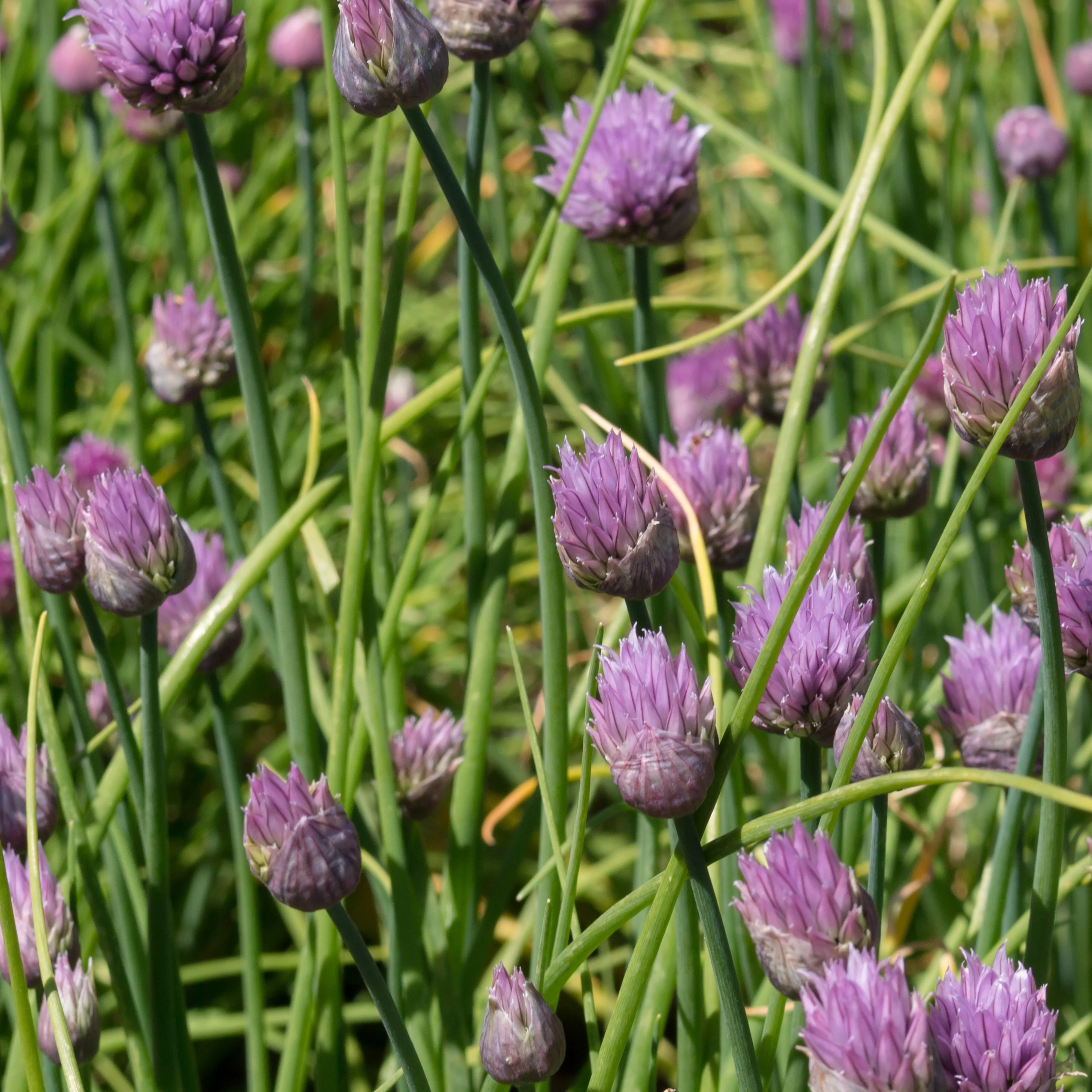 Plant de Ciboulette - Image 3
